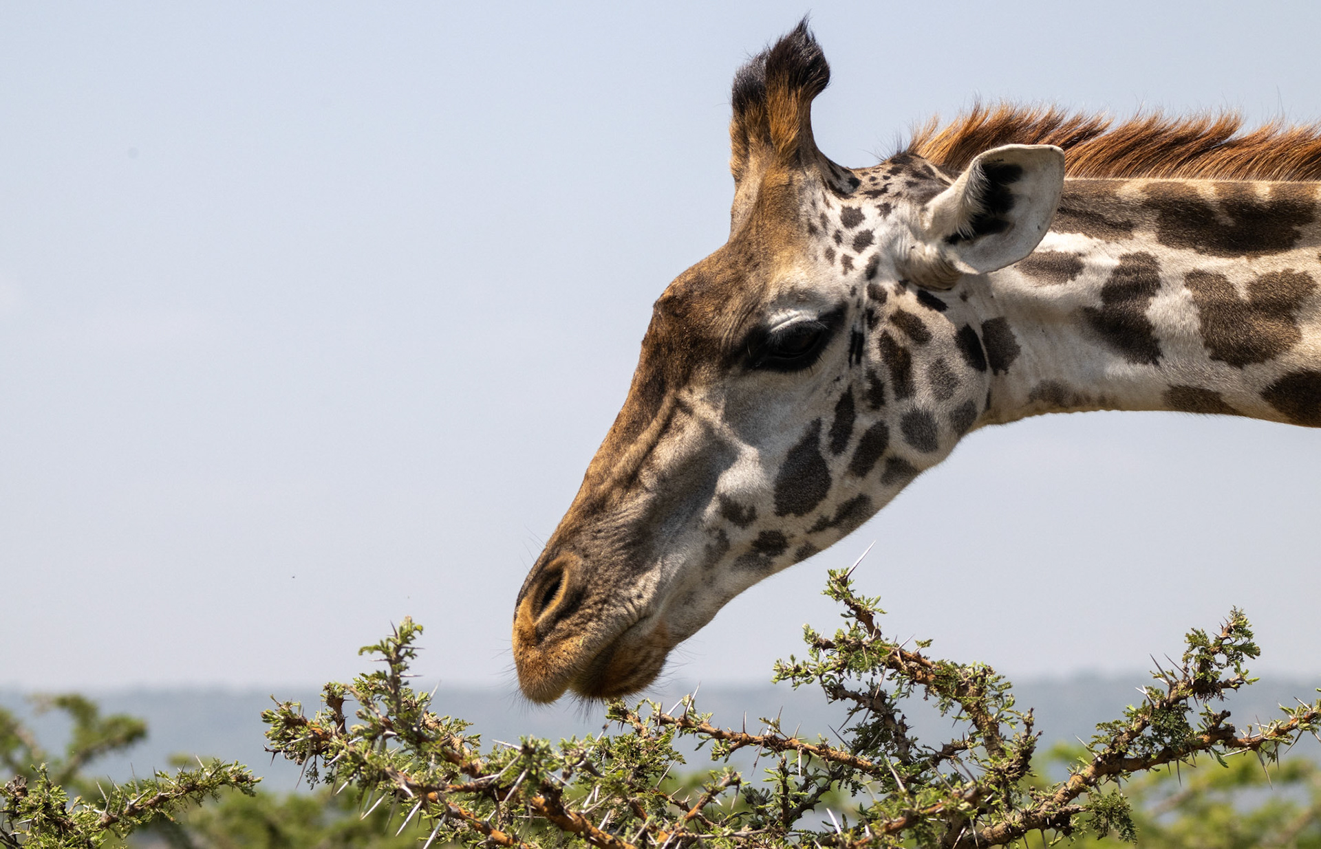 Maasai Giraffe