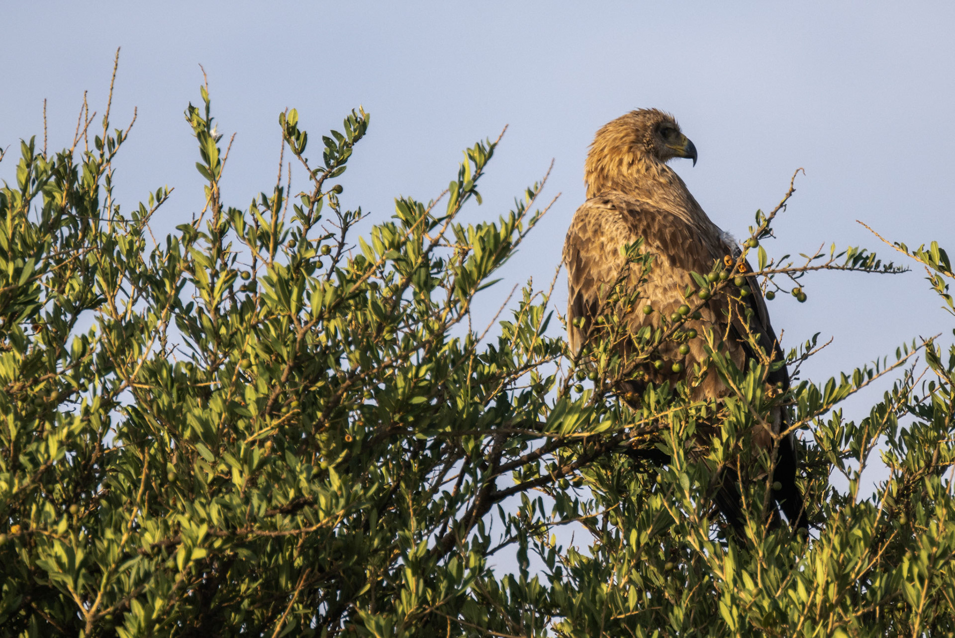 Lesser spotted Eagle