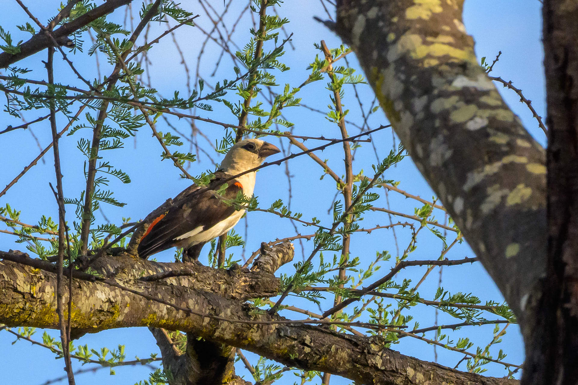 White-headed Bufallo Weaver