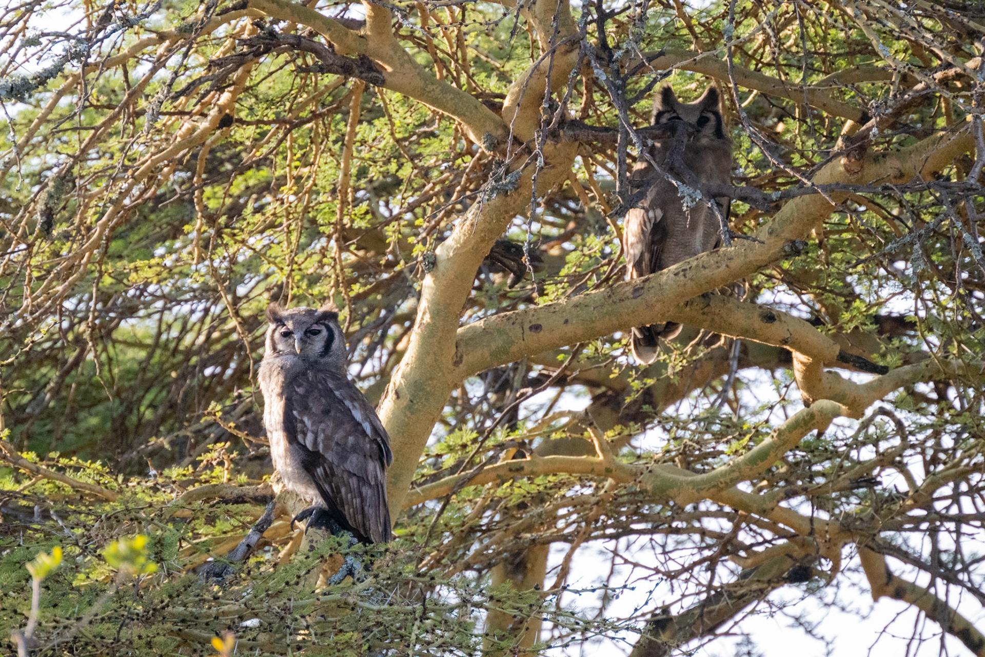 Verreaux Eagle Owl