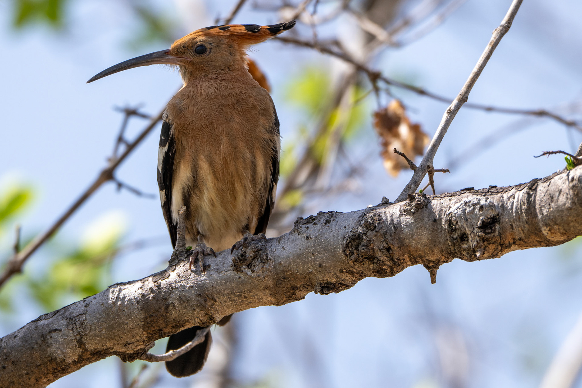 Hoopoe