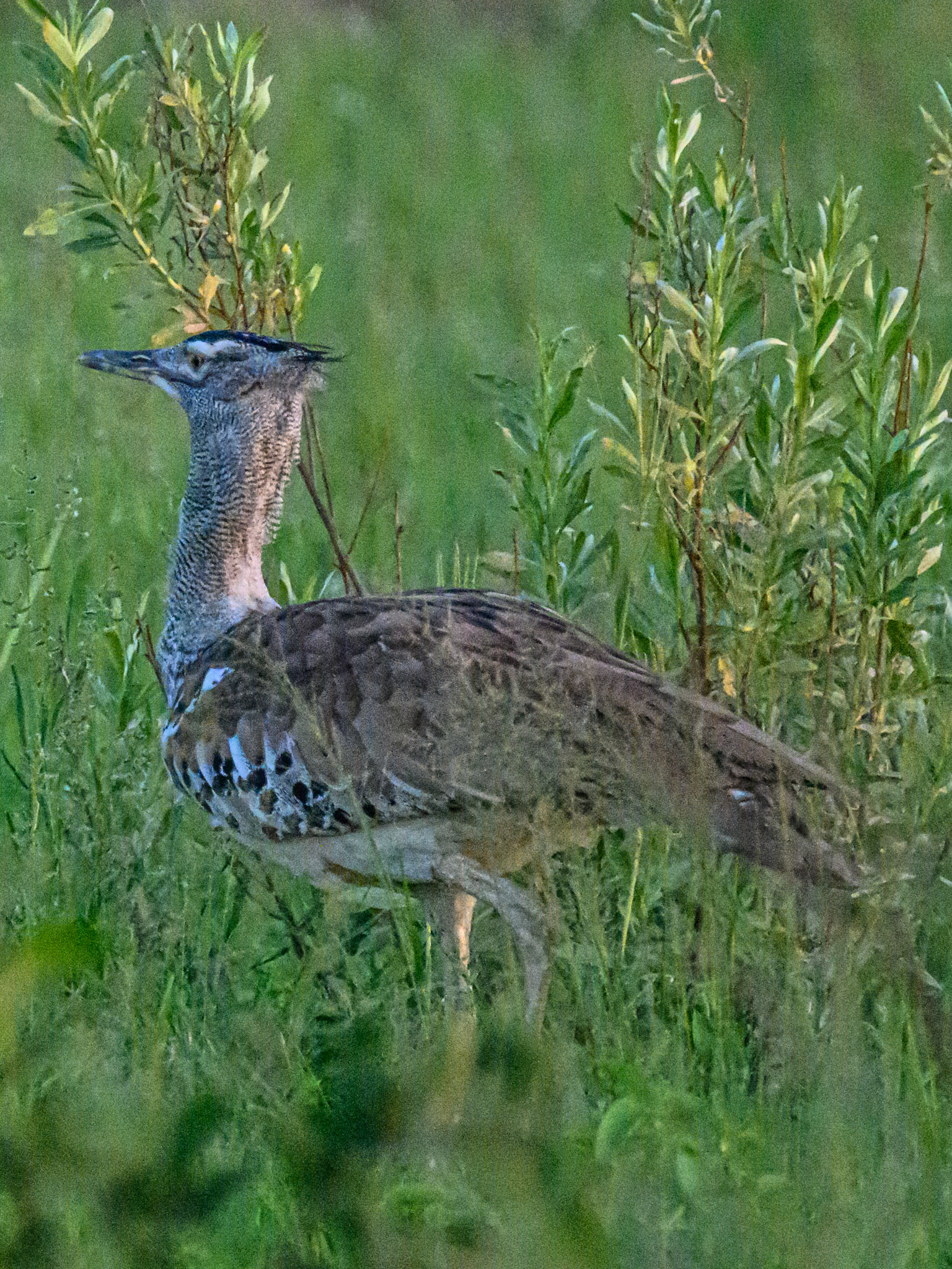 Kori Bustard
