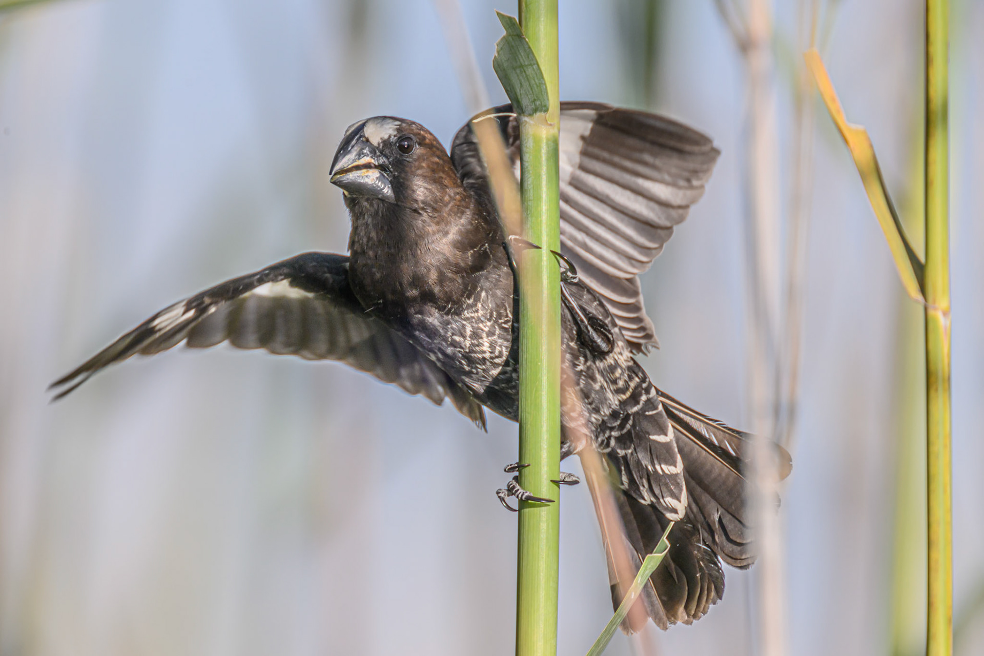 Thick-billed Weaver