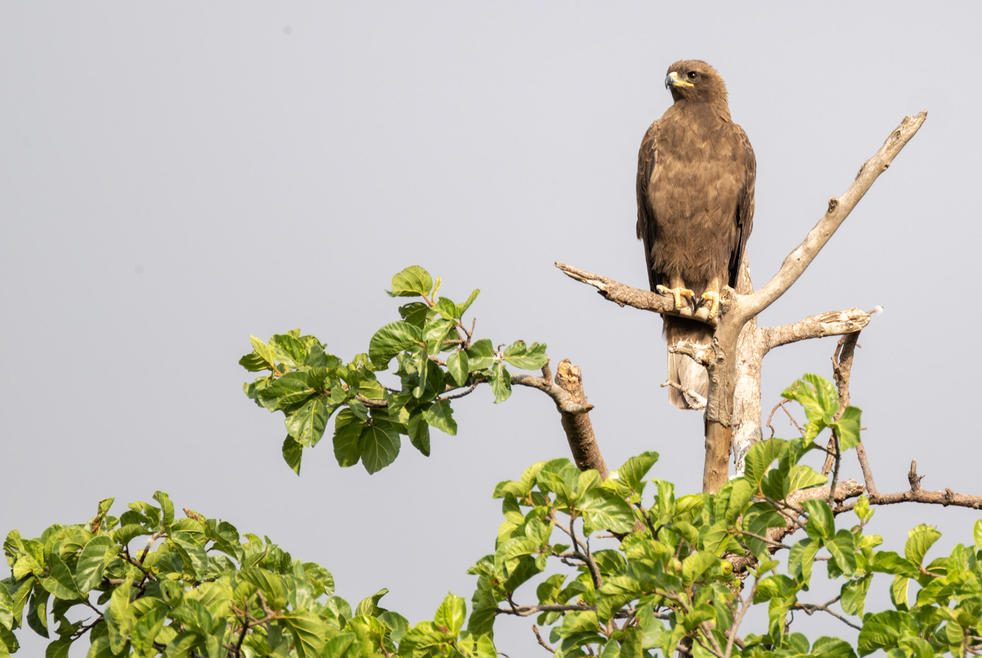 Black-Chested Snake Eagle