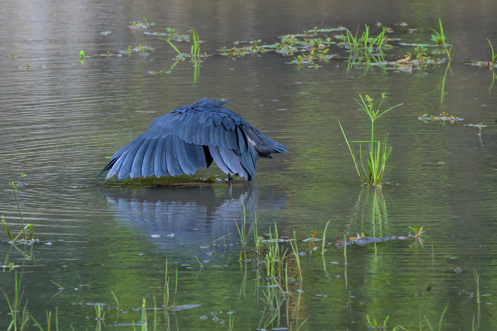 Black Heron fishing