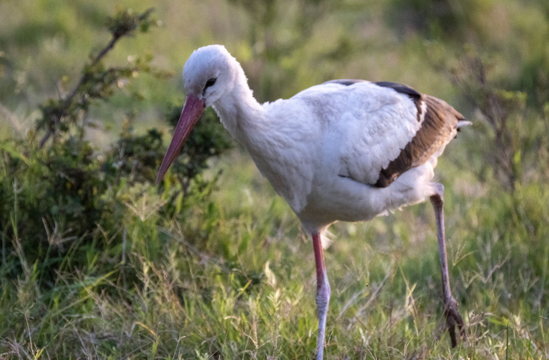 White Stork