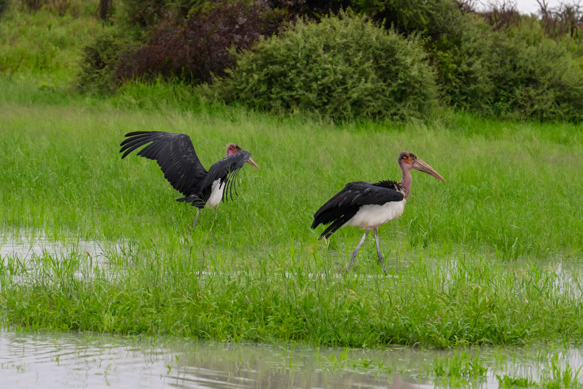 Marabou Stork