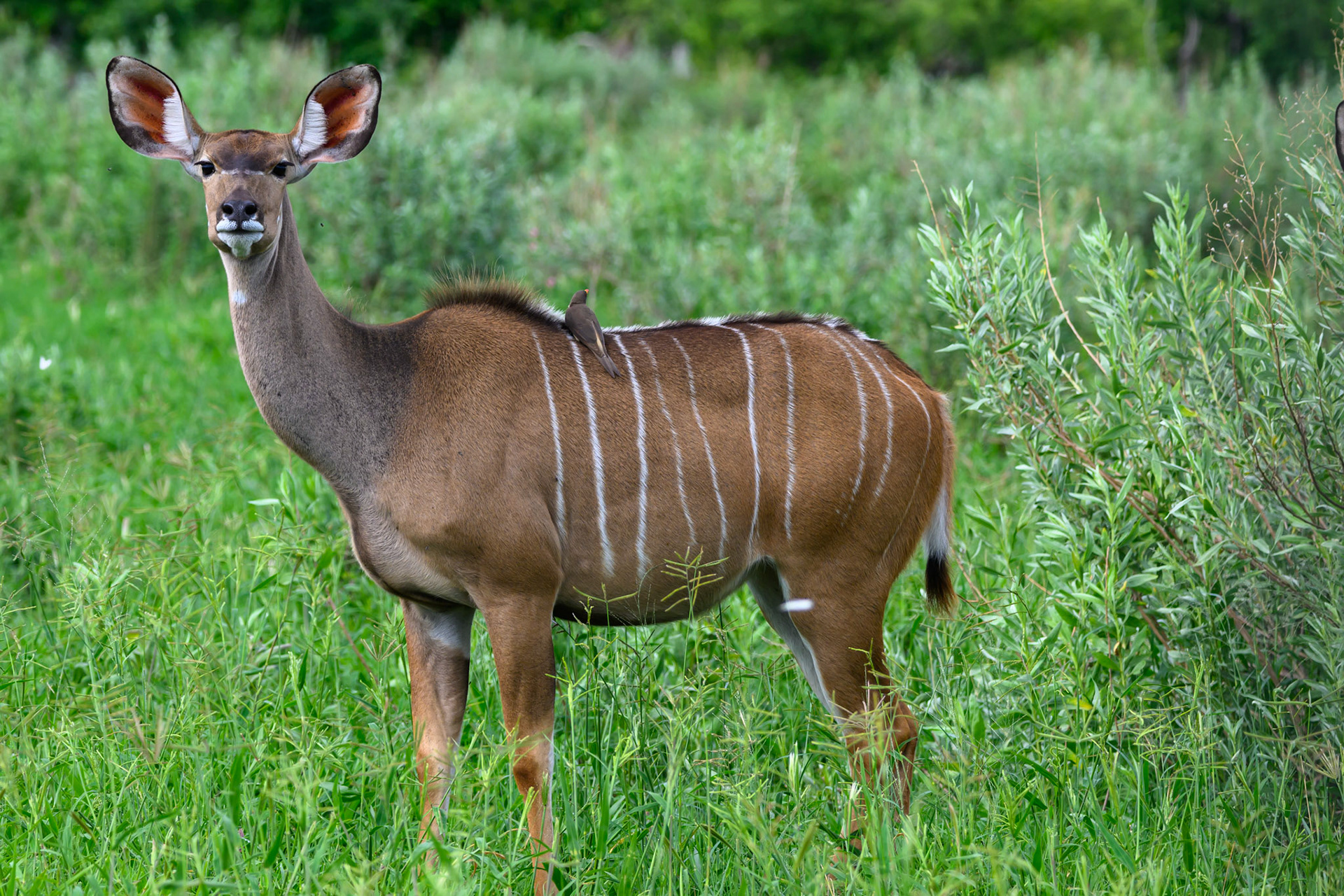 Kudu