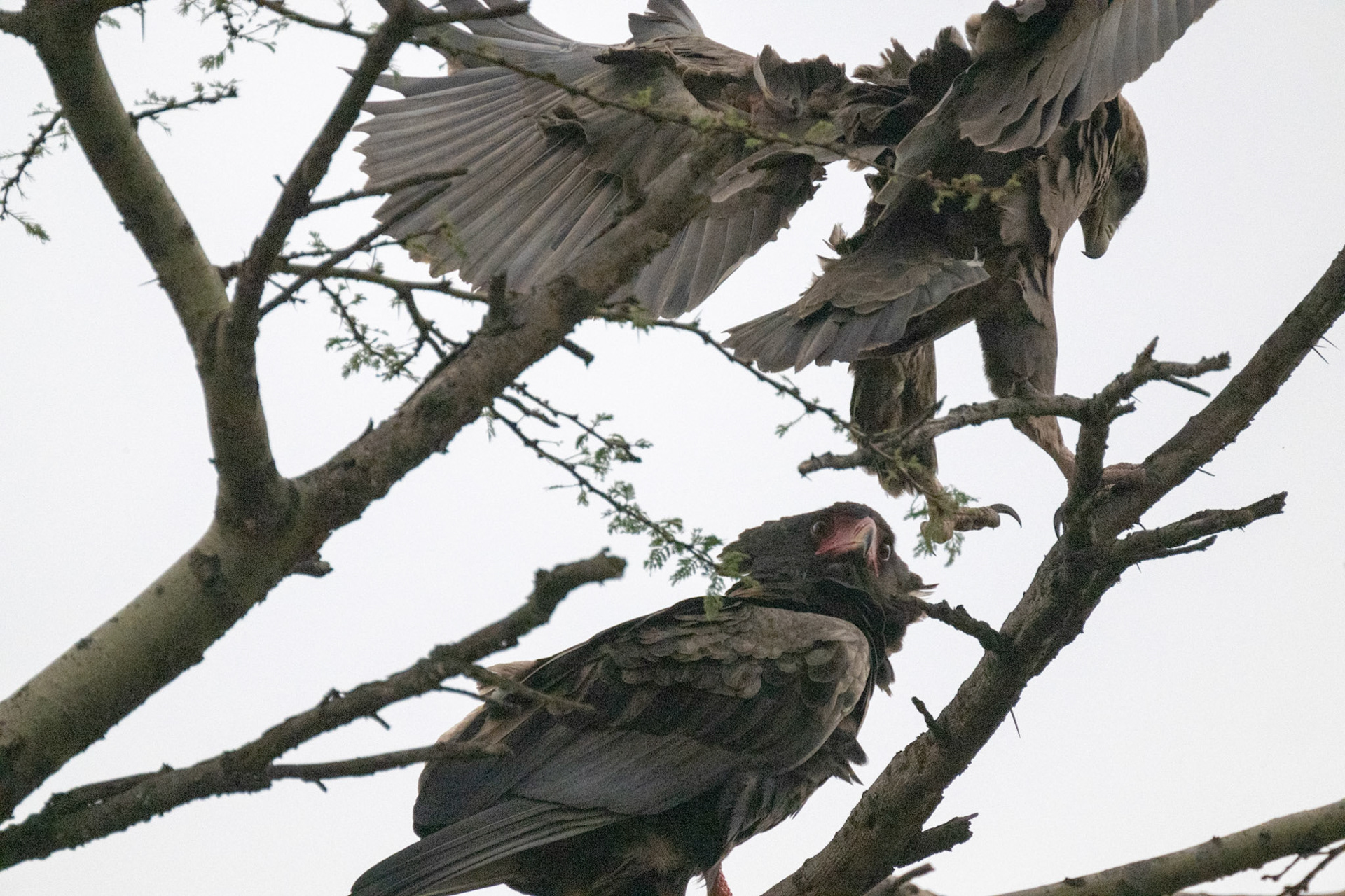 Bataleur Eagles, Juveniles
