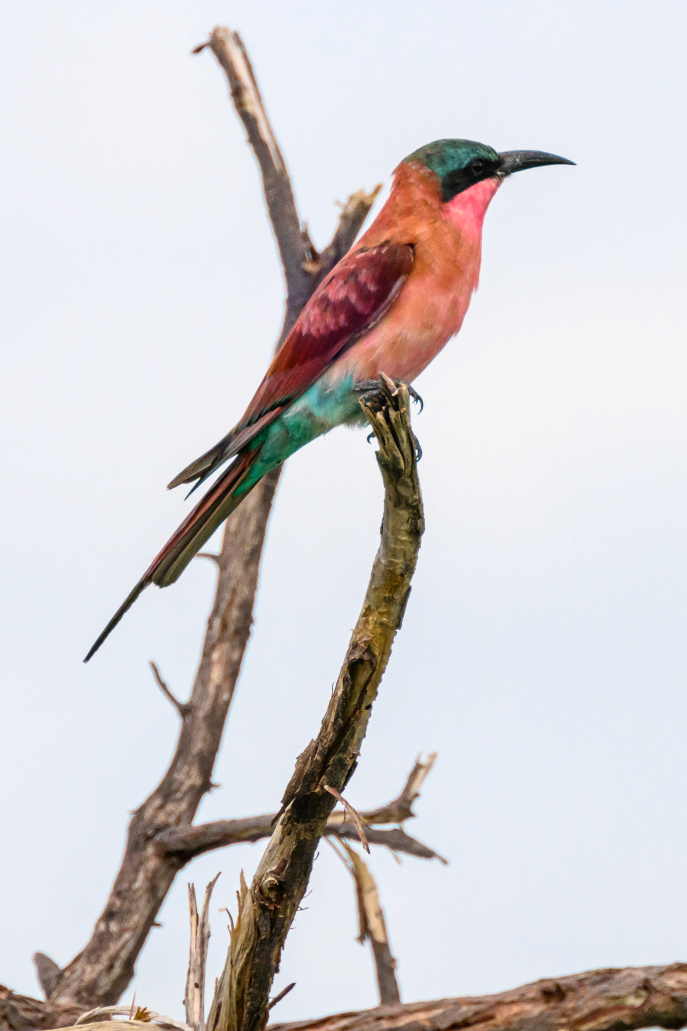 Carmine Bee-eater