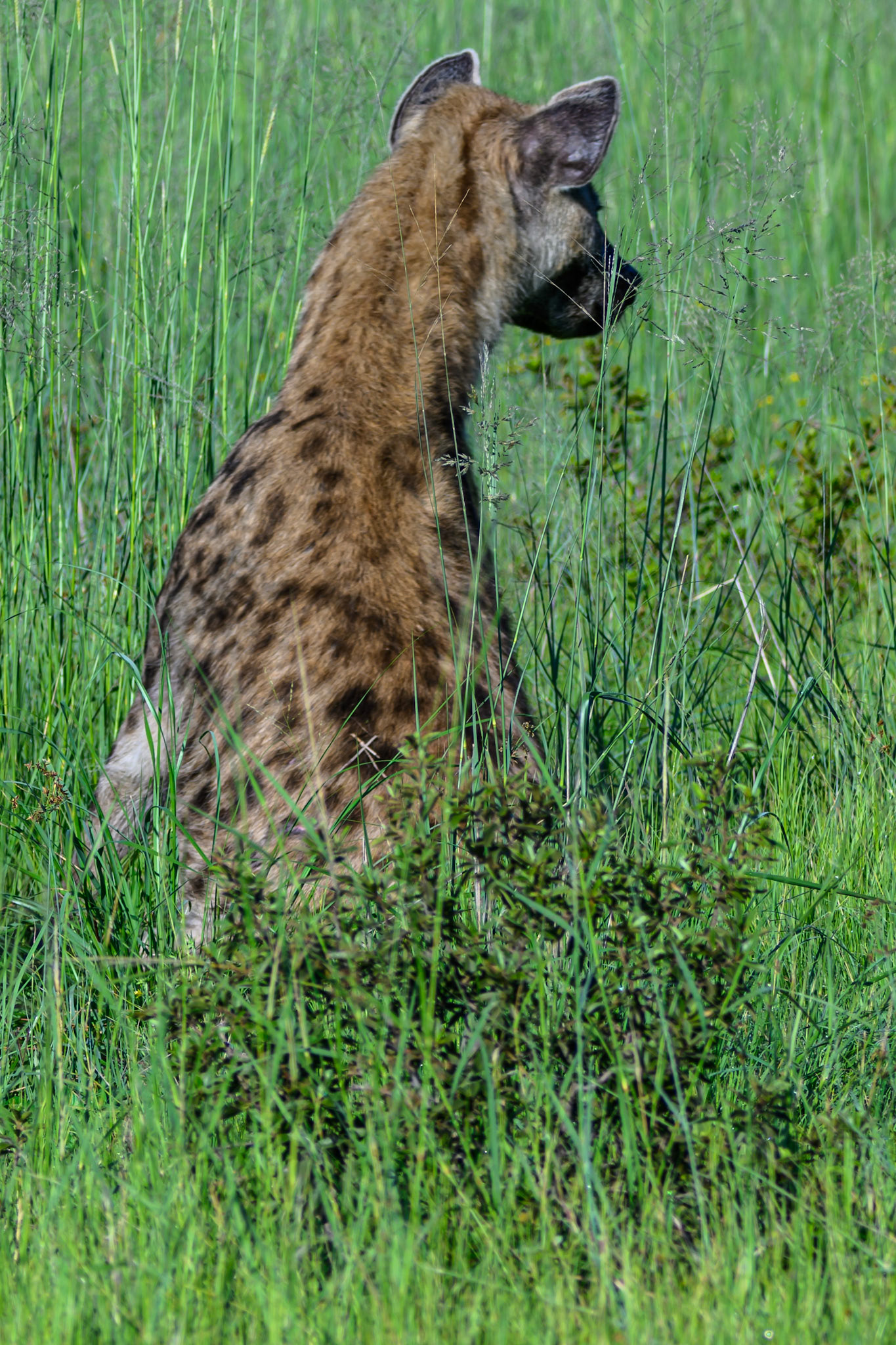 Hyena