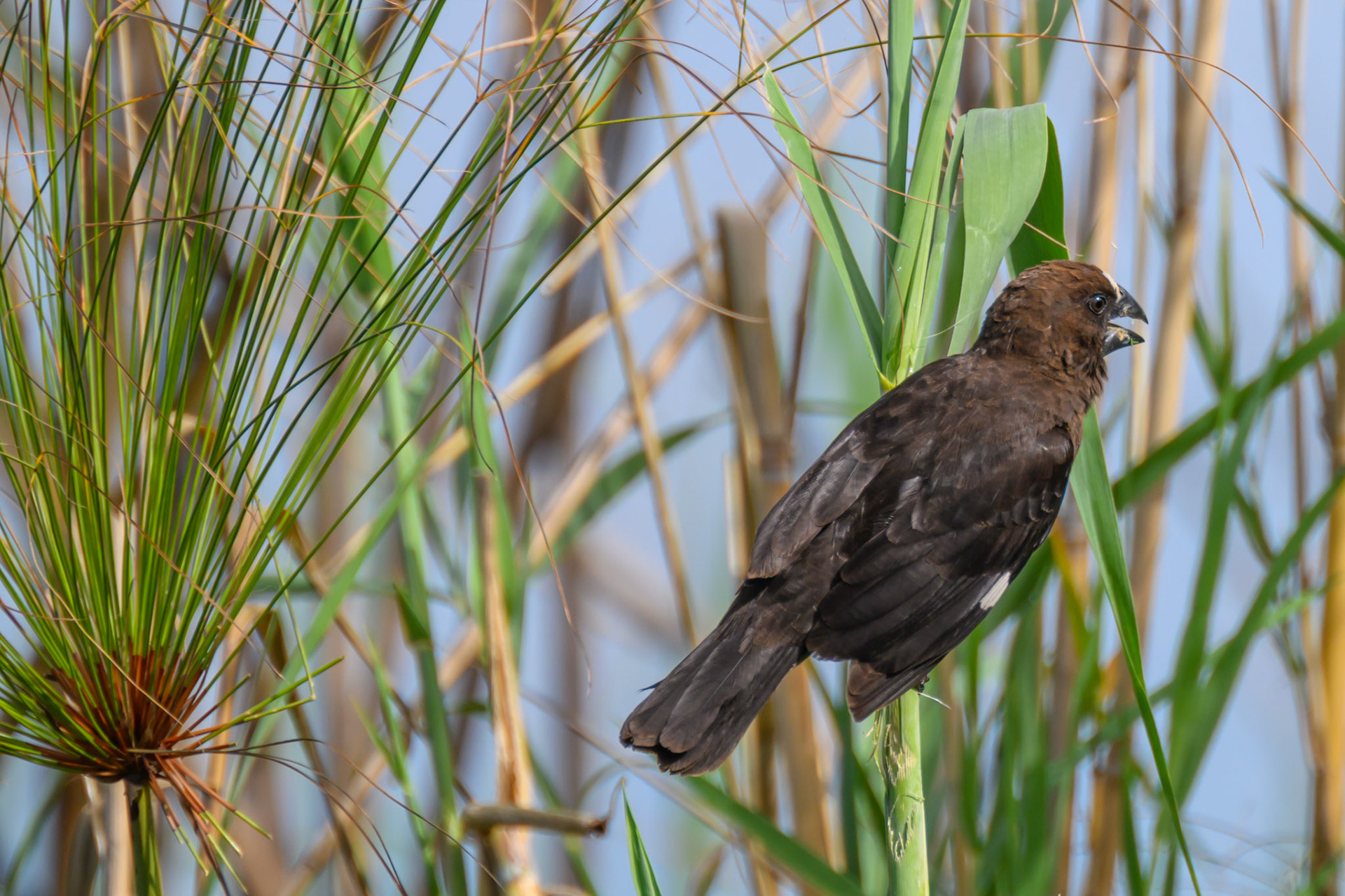 Thick-billed Weaver