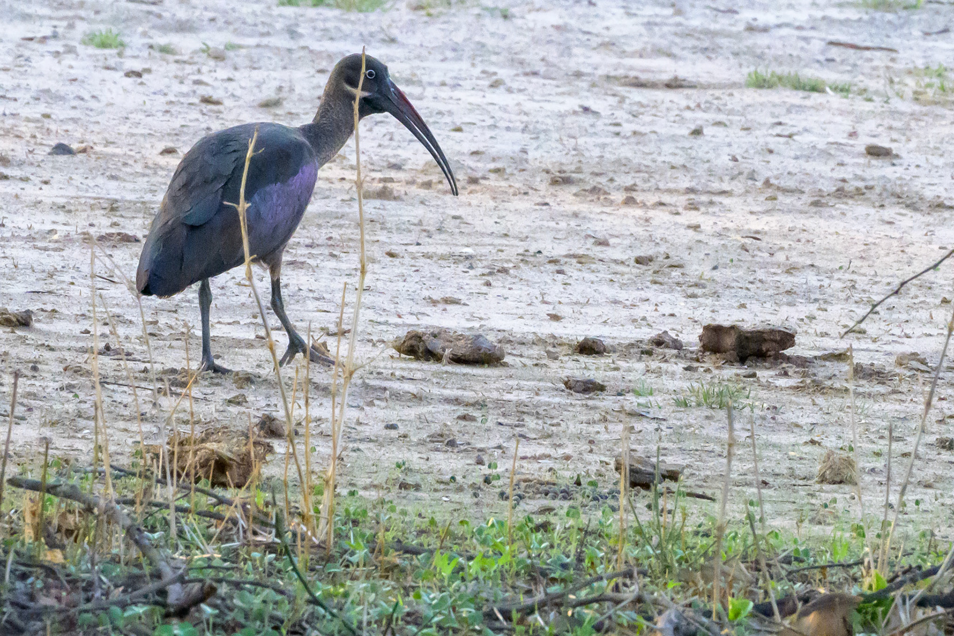 Hadada Ibis
