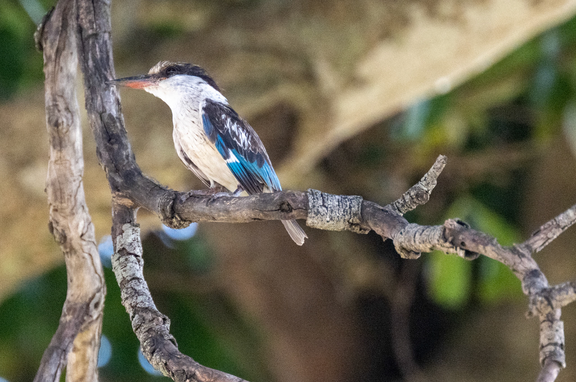 Striped Kingfisher