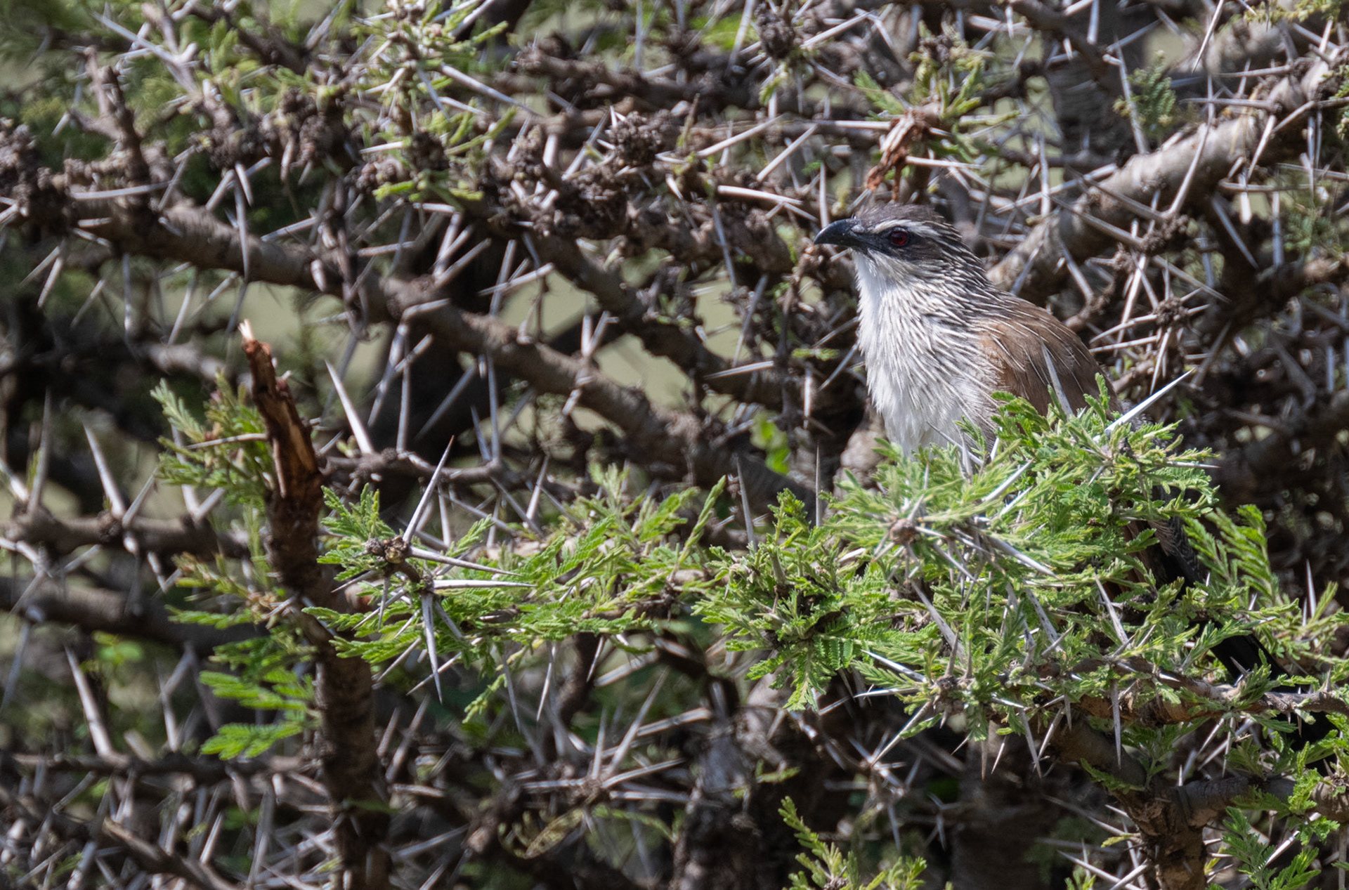 White-browed Coucal