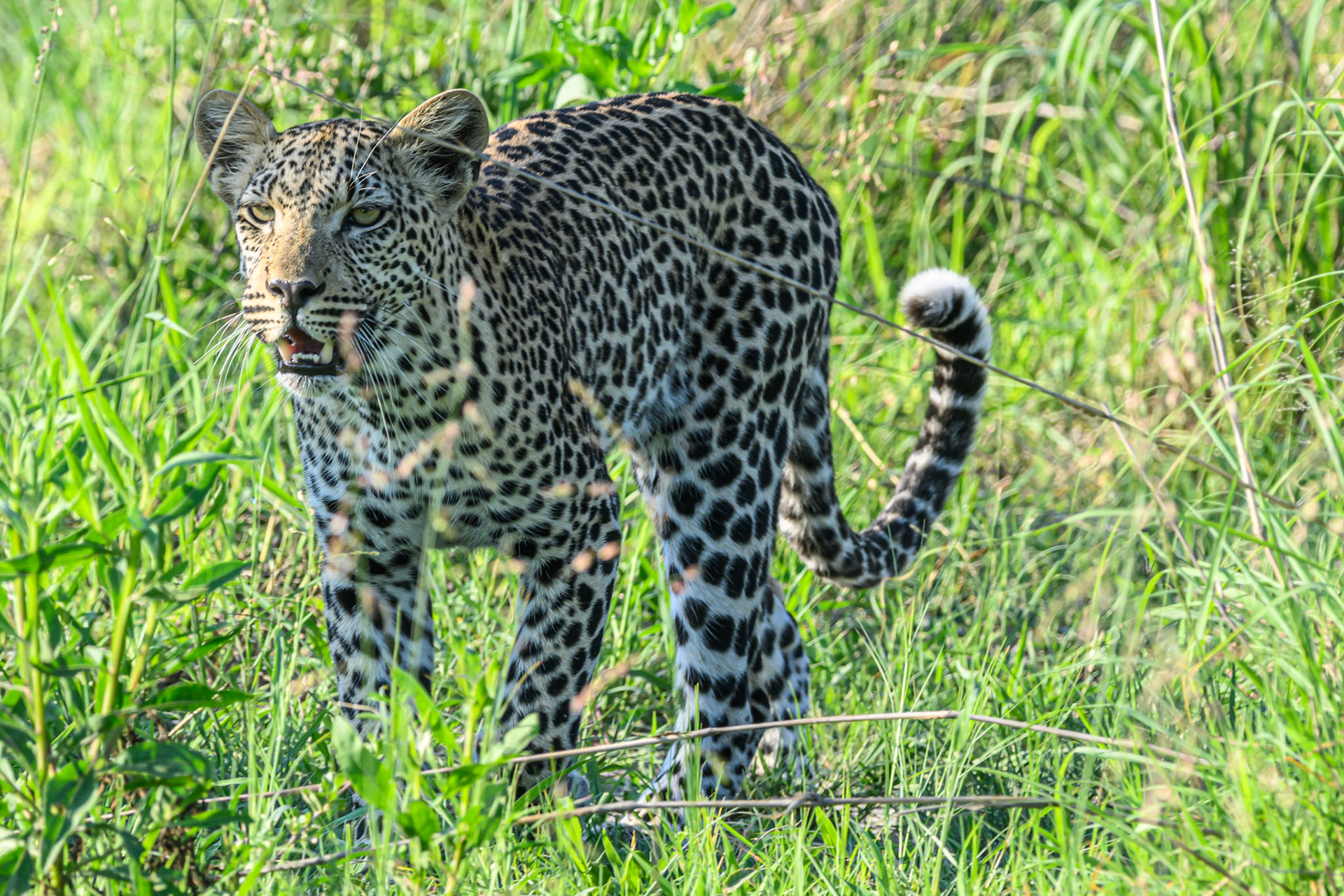 Juvenile Leopard