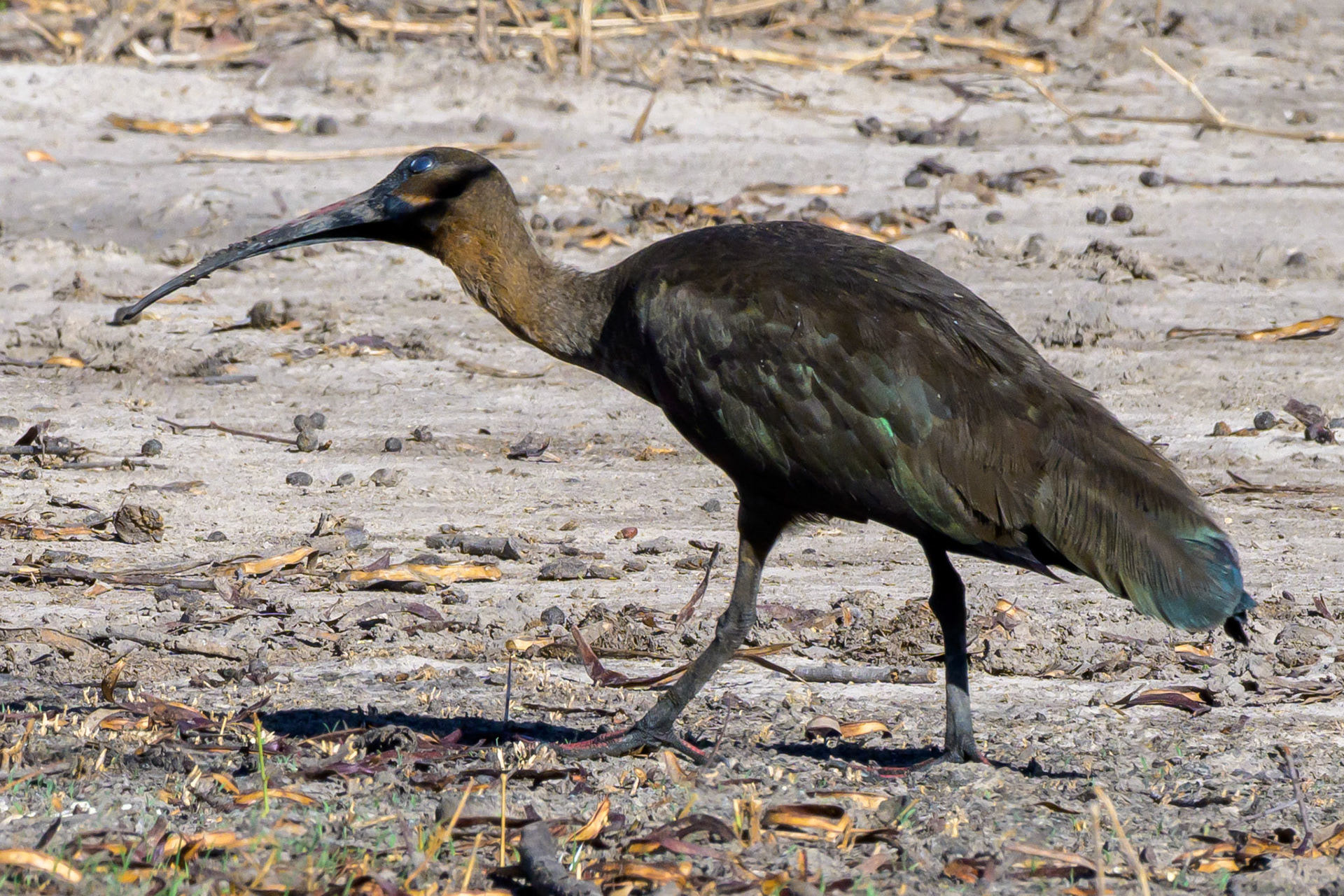 Hadada Ibis