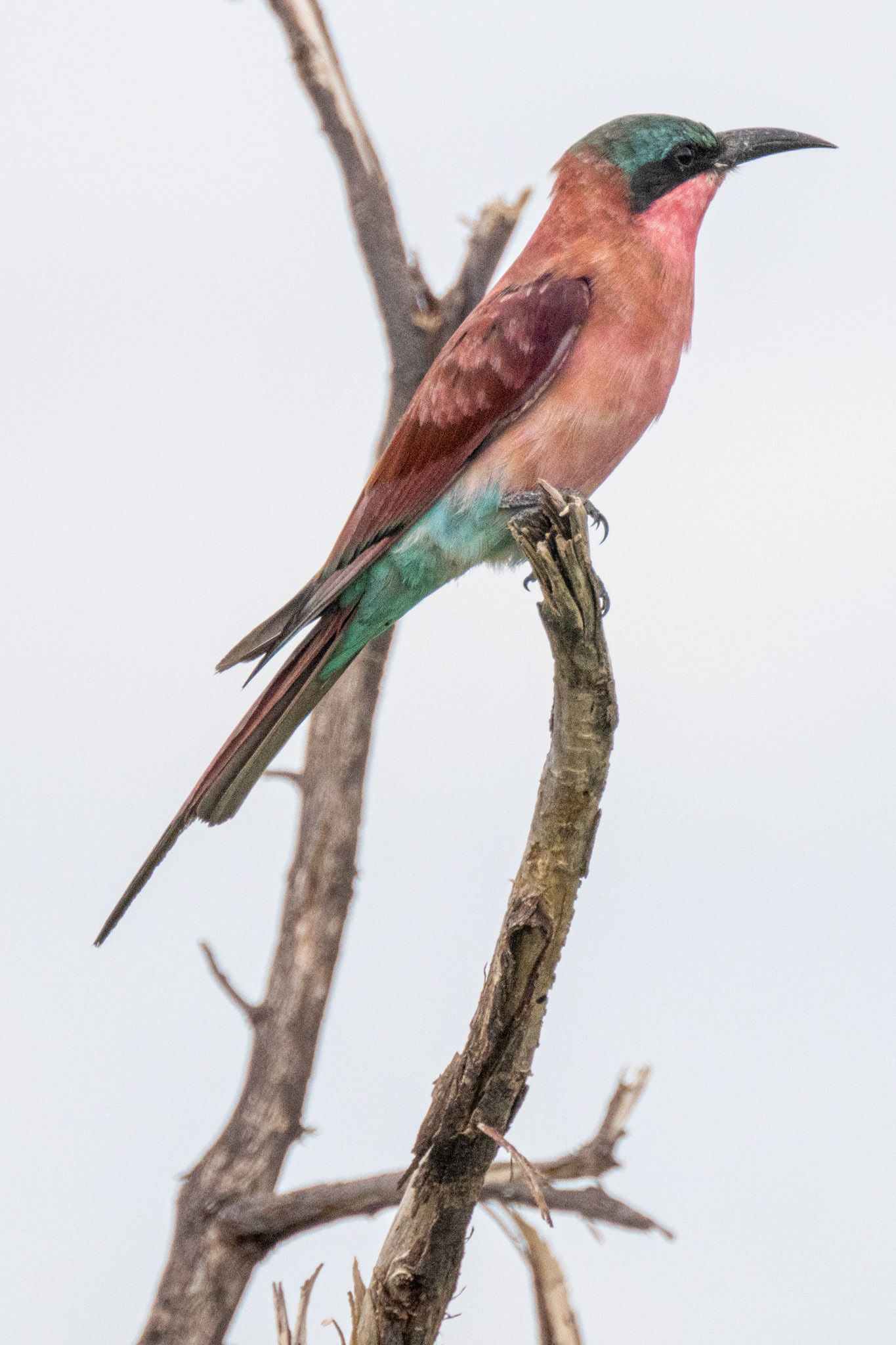 Carmine Bee-eater