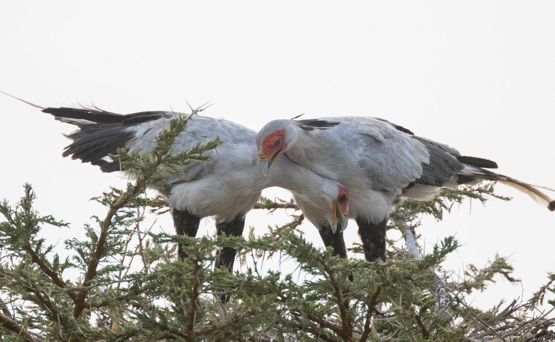 Secretary Birds neating &amp; courting