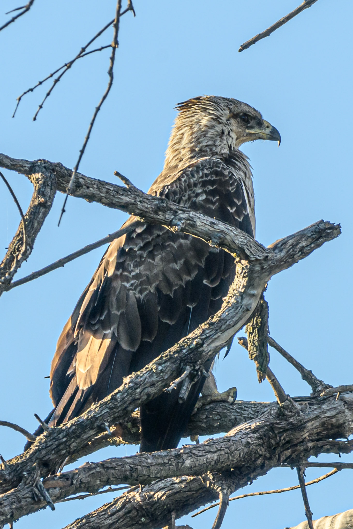 Tawny Eagle