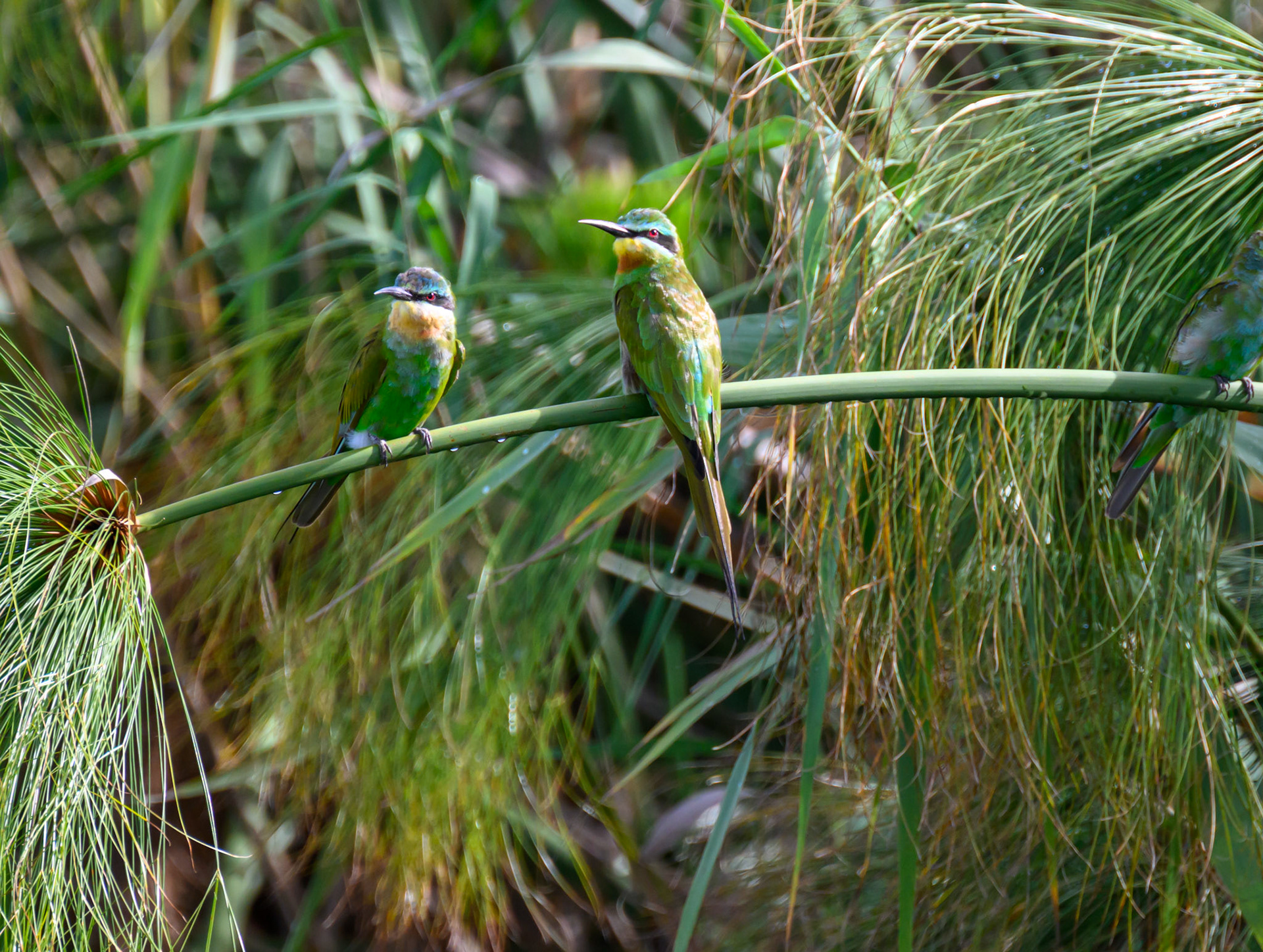 Blue-cheeked Bee-eater