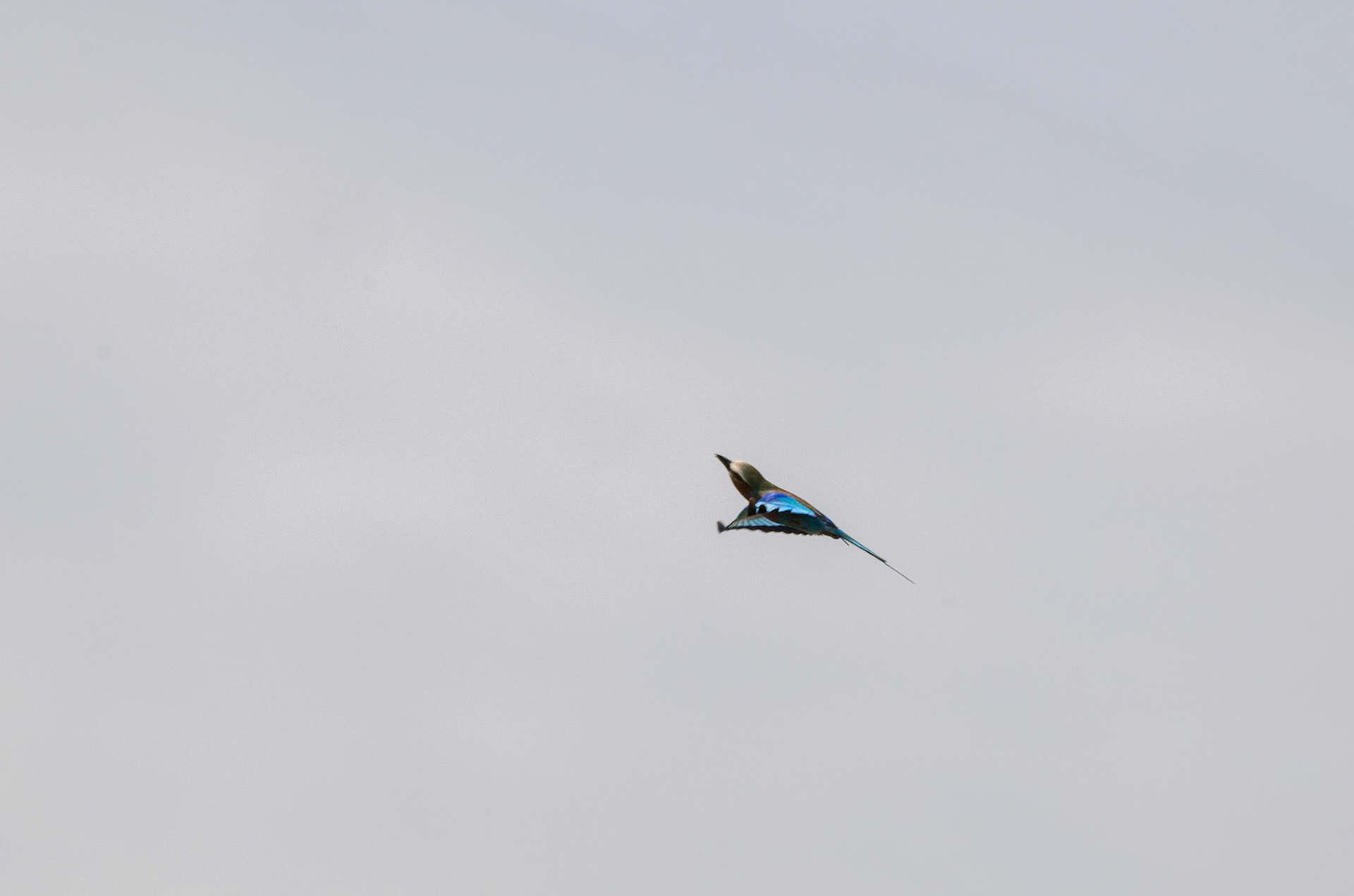 Lilac-breated Roller