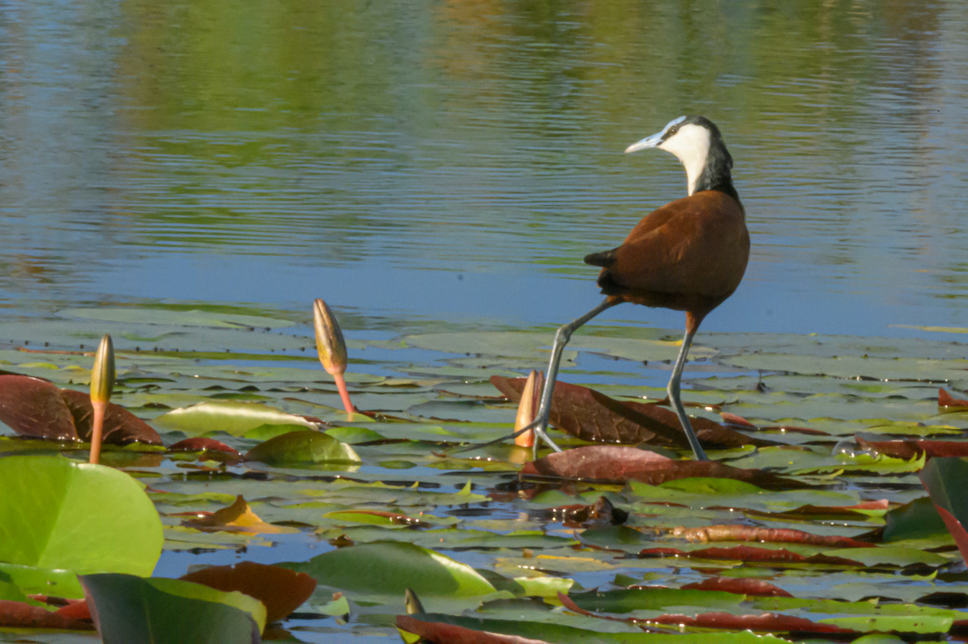 African Jacana