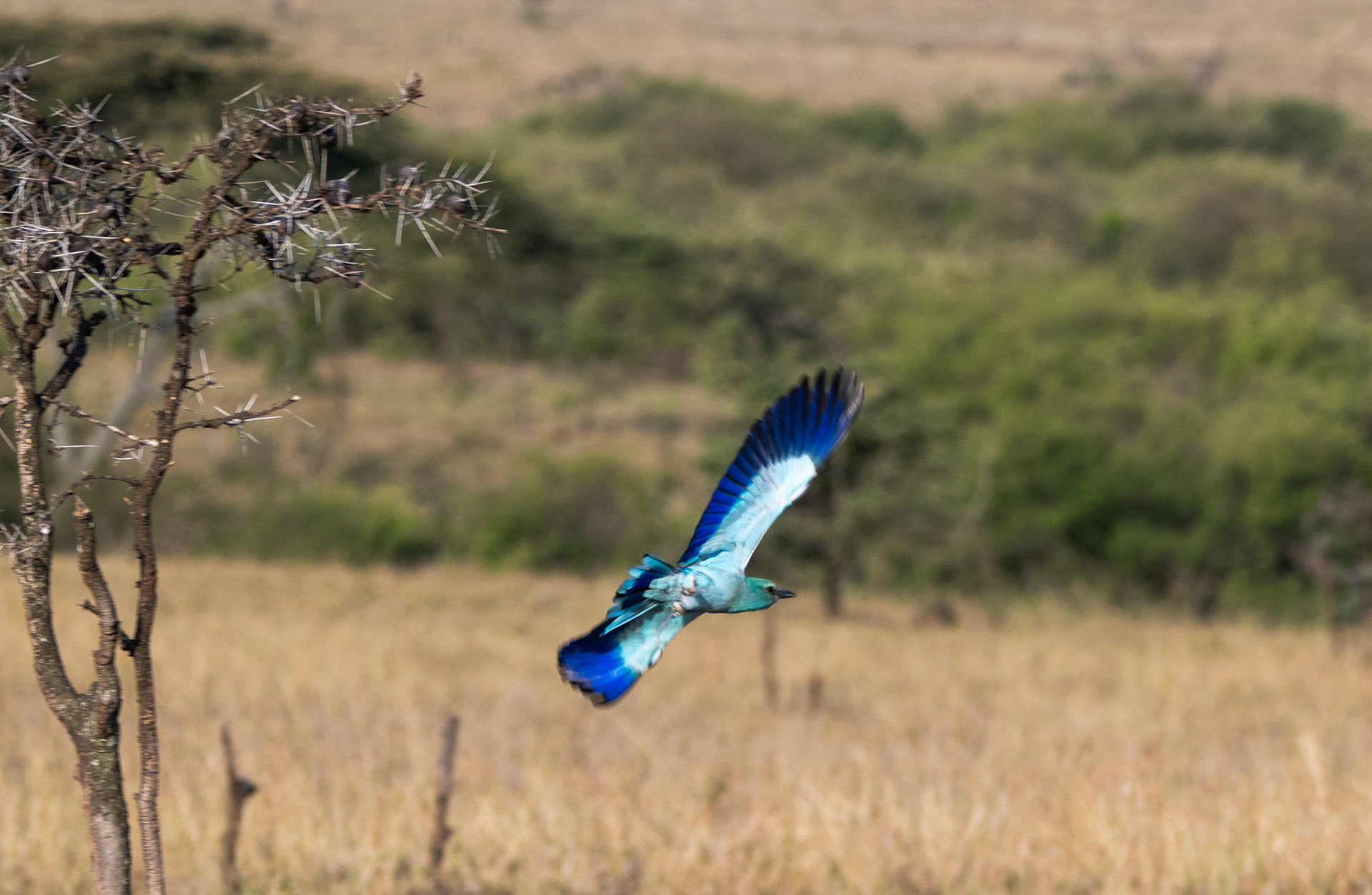 Abyssinian  Roller in flight