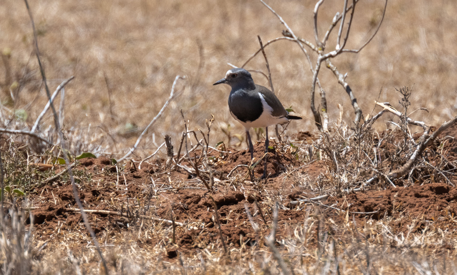Black Winged Plover