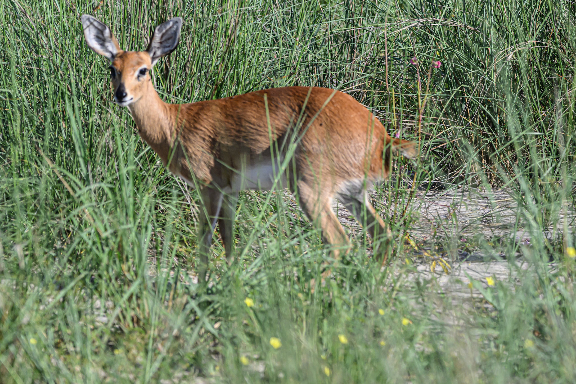Reedbuck