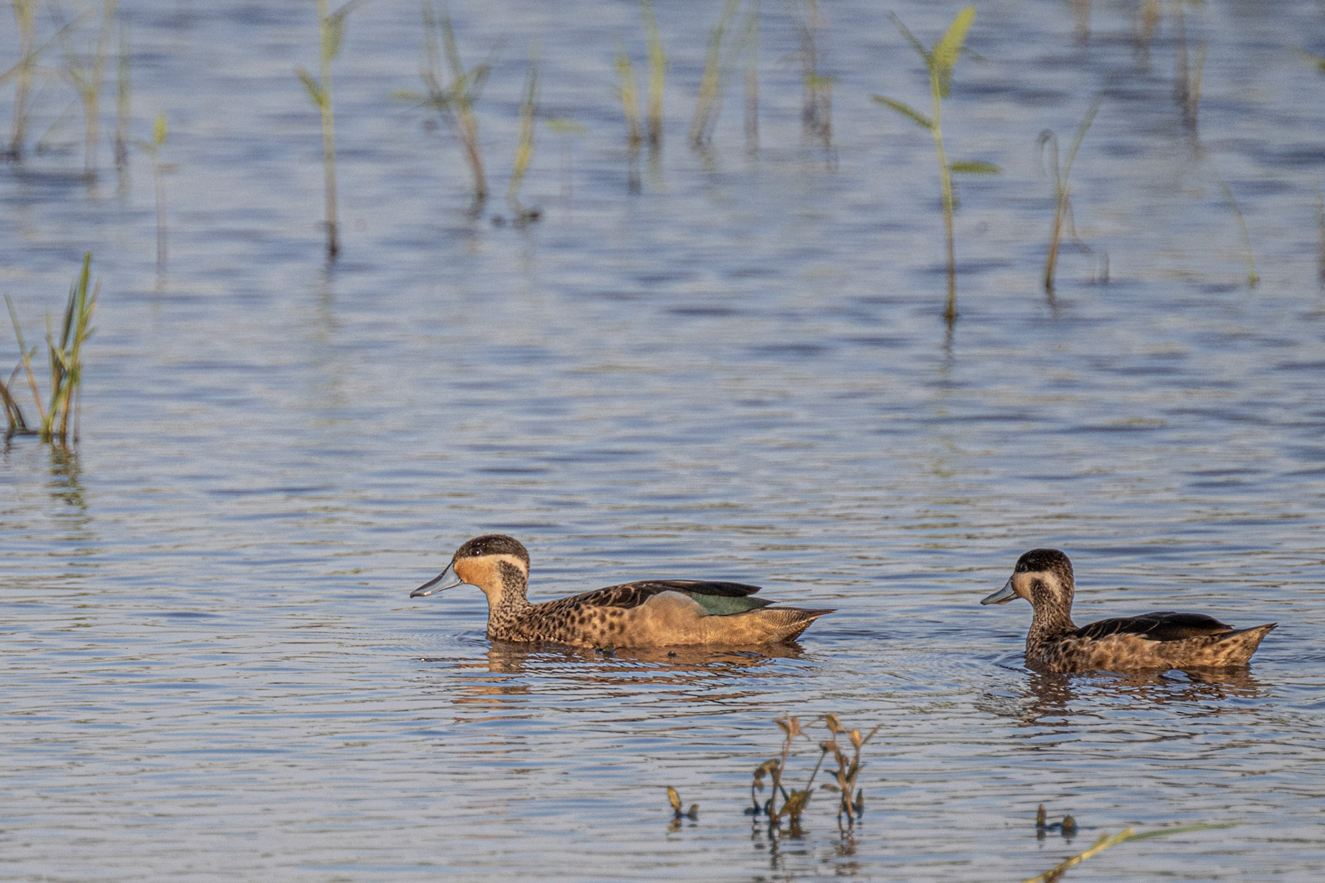 Hottentot Teal. (M & F)