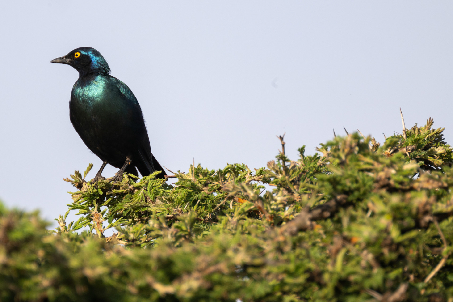 Glossy Starling