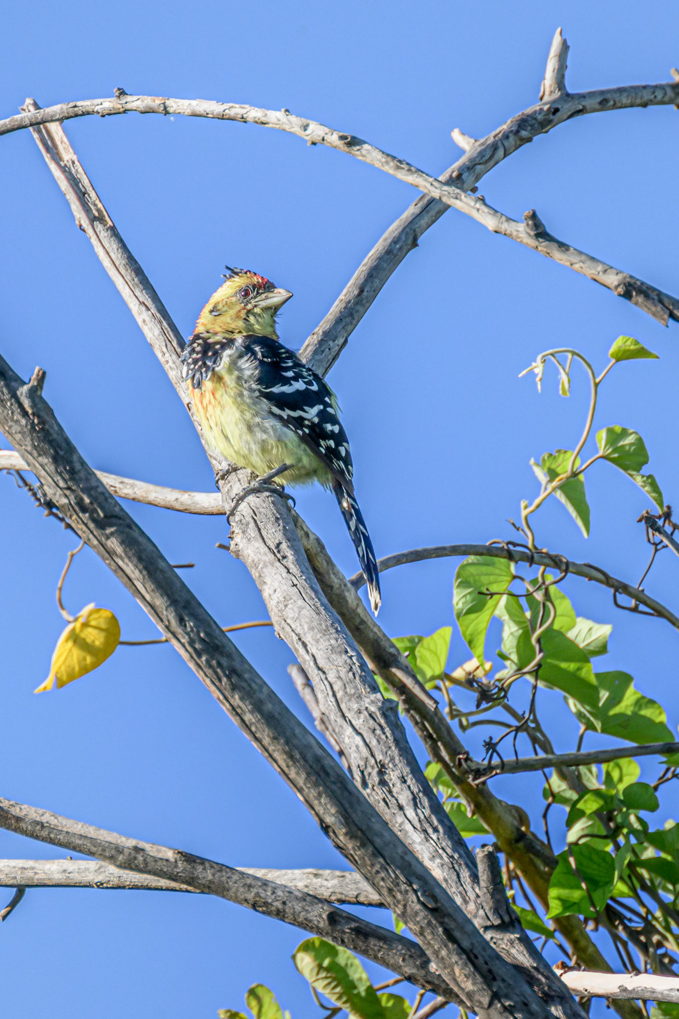 Crested Barbet