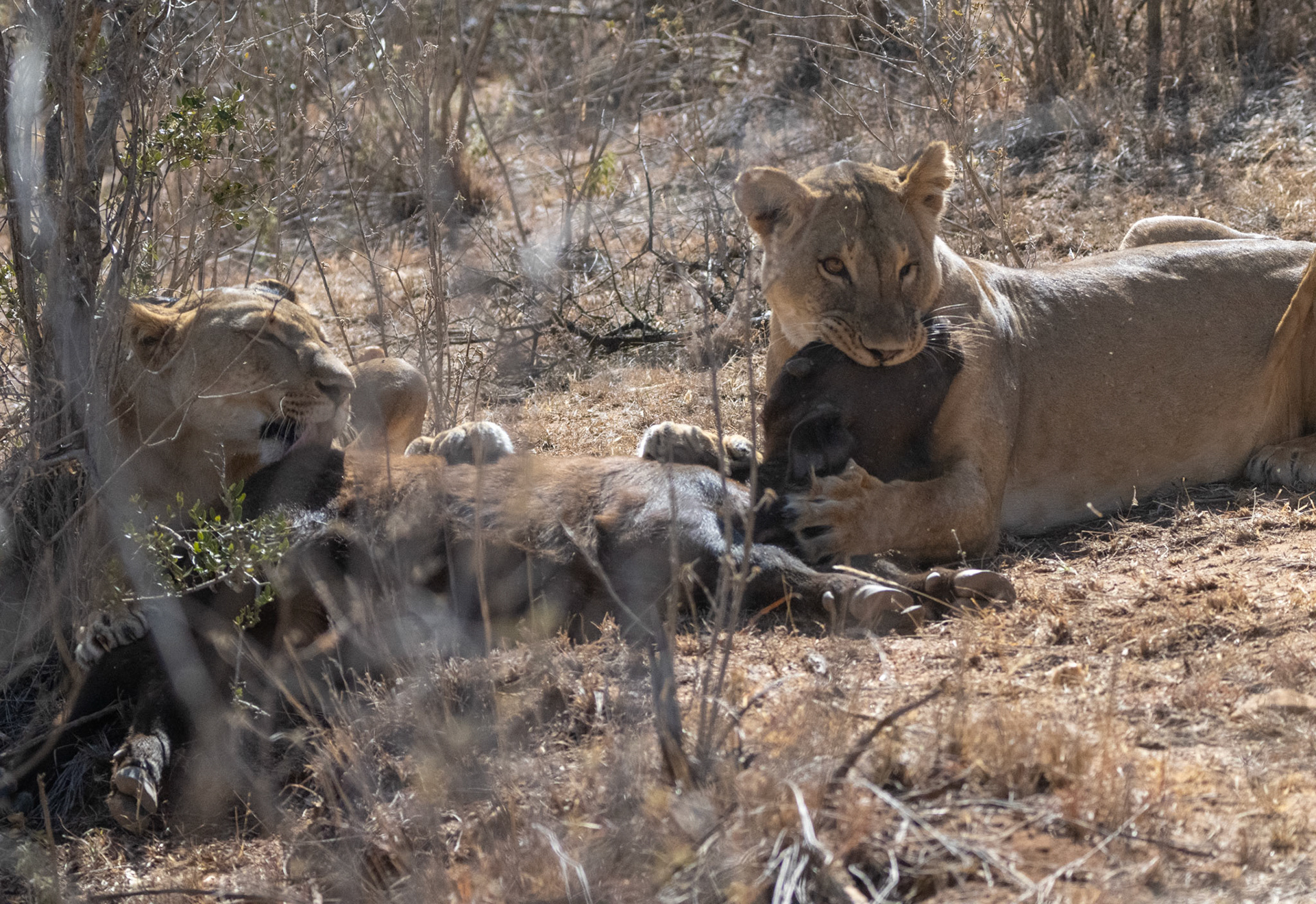 Lions, Buffalo, the hunt and kill