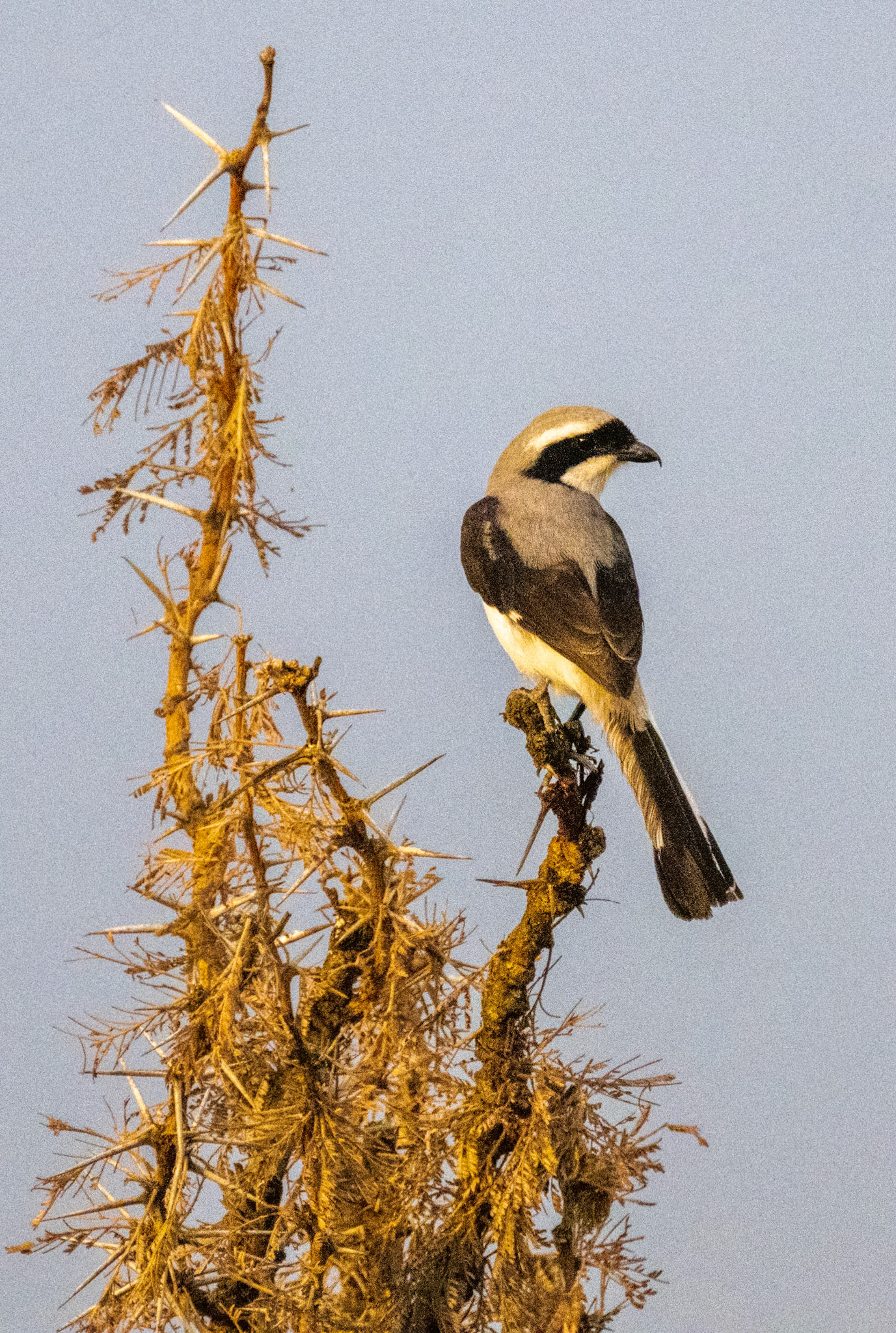 Grey-backed Fiscal