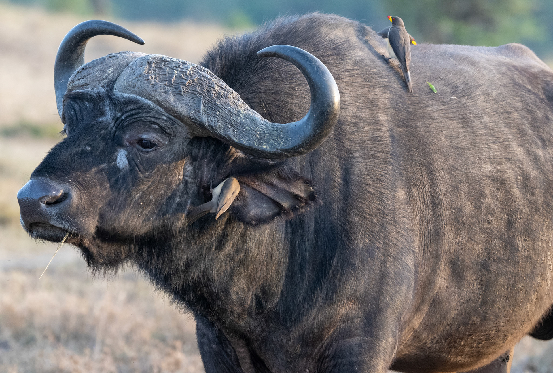 Old Buffalo + Oxpeckers