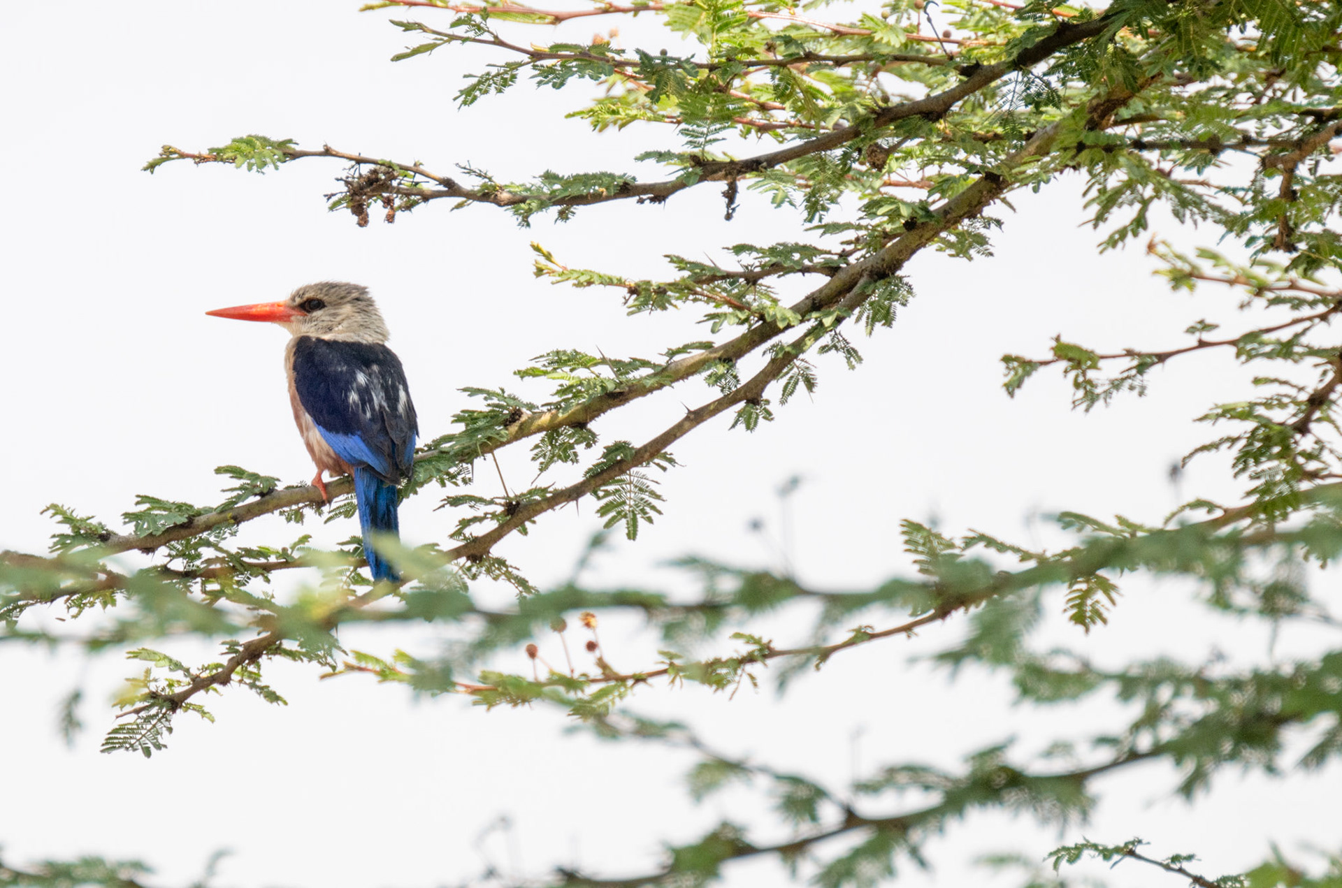 Grey-headed Kingfisher