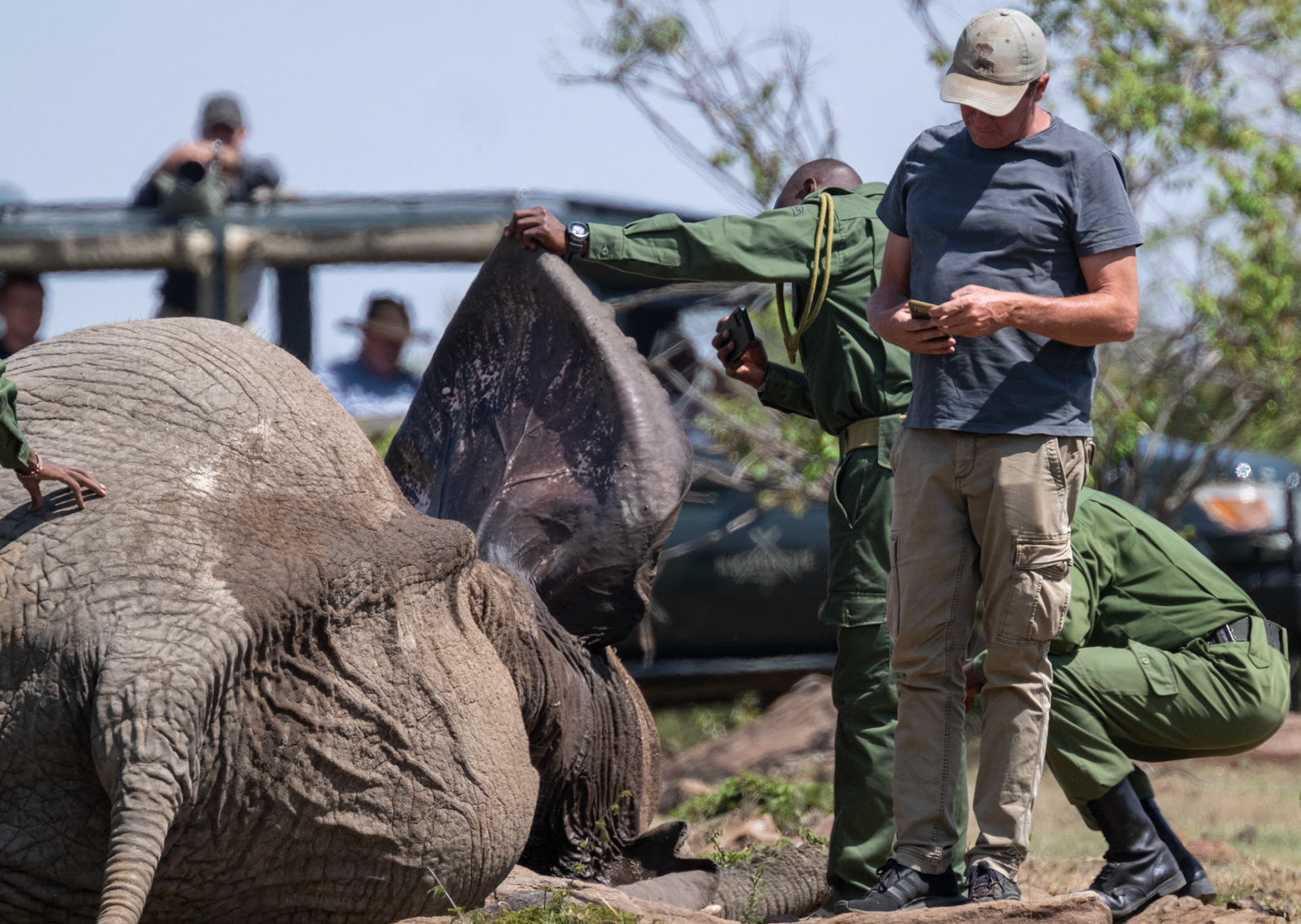 Vet wound treatment sequence