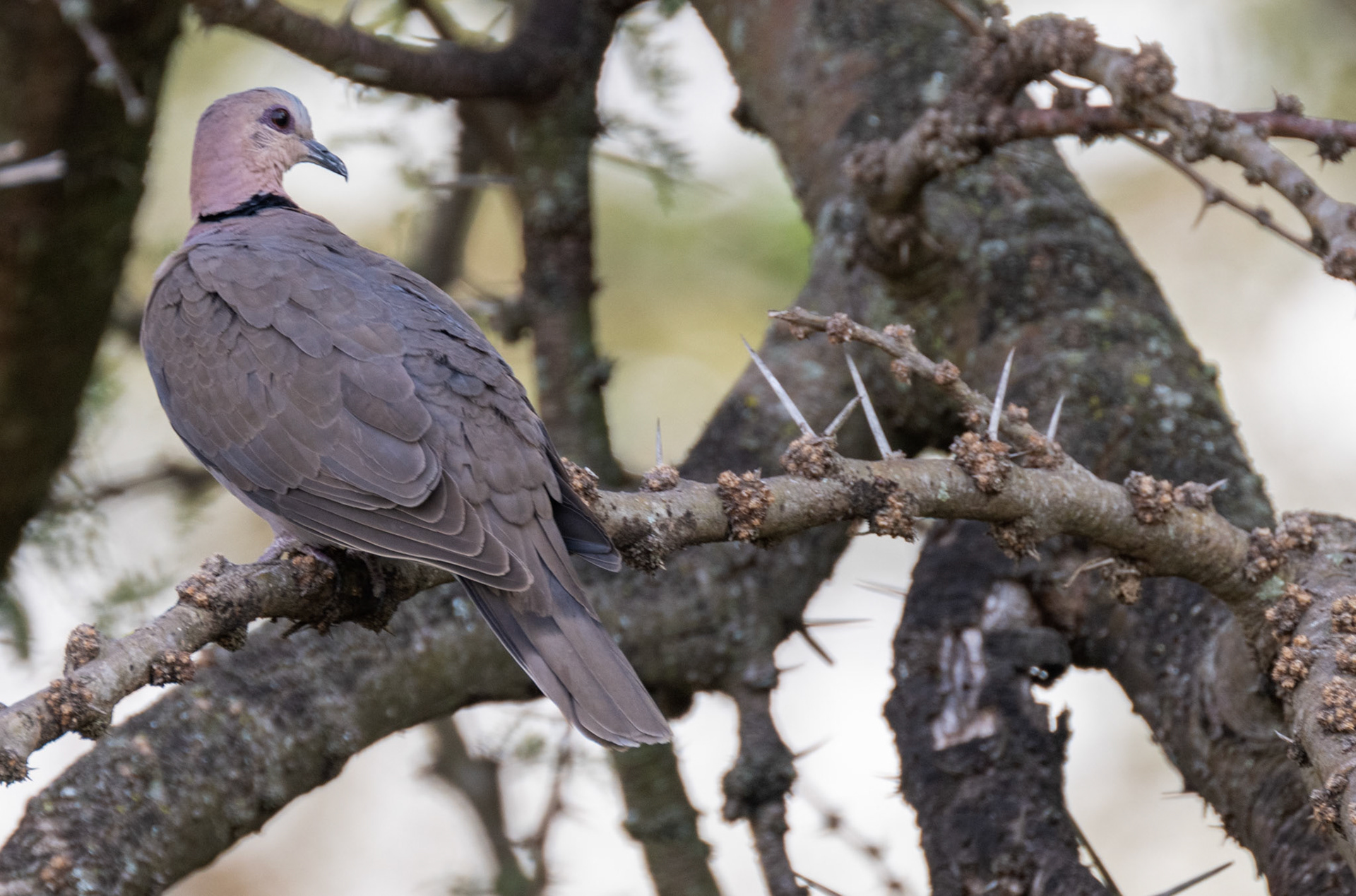 Red-eyed Dove