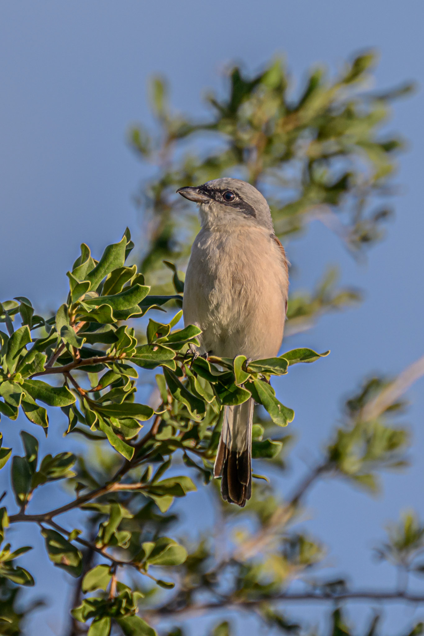 Lesser Grey Shrike