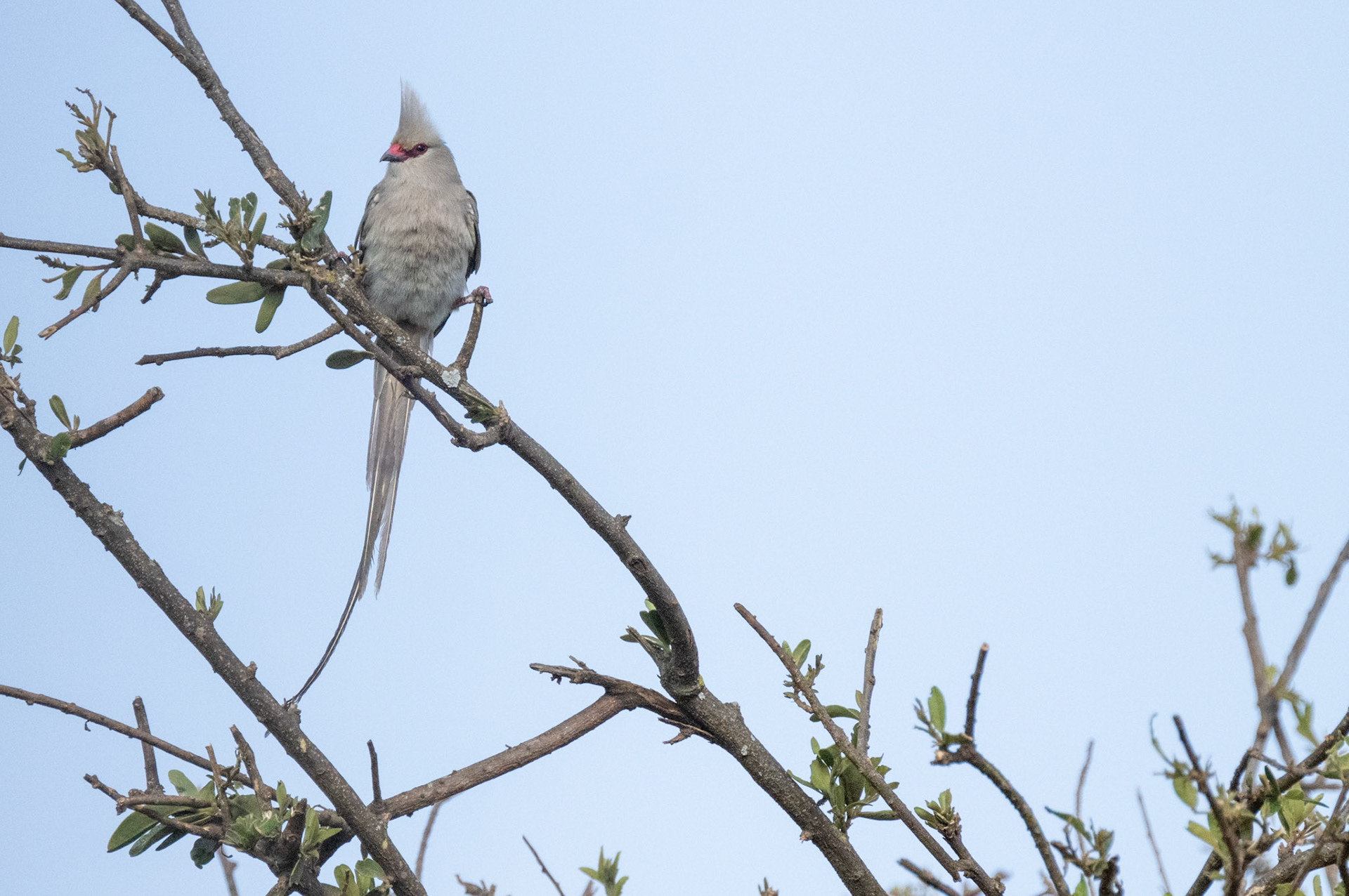 Blue-Naped Mousebird