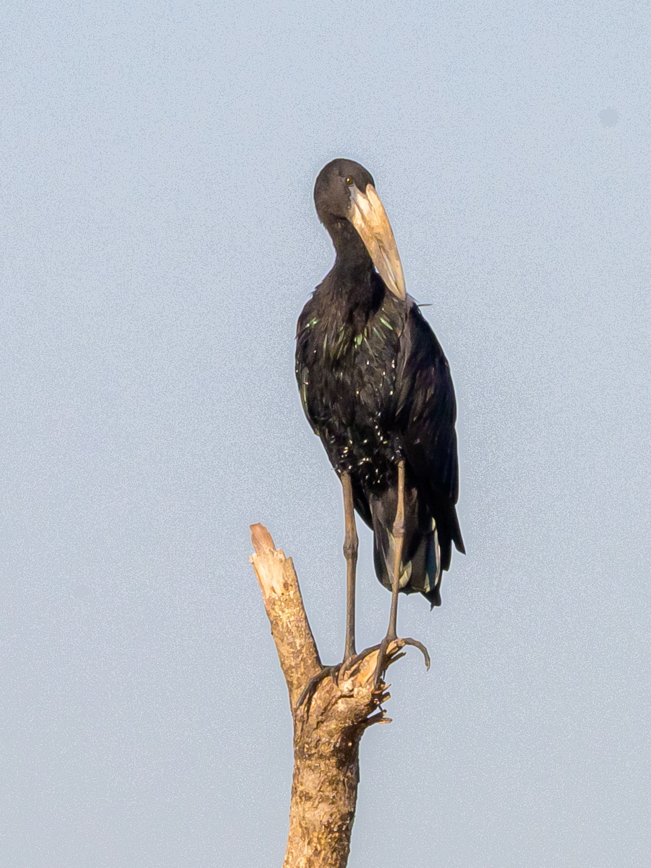 Open-billed Stork