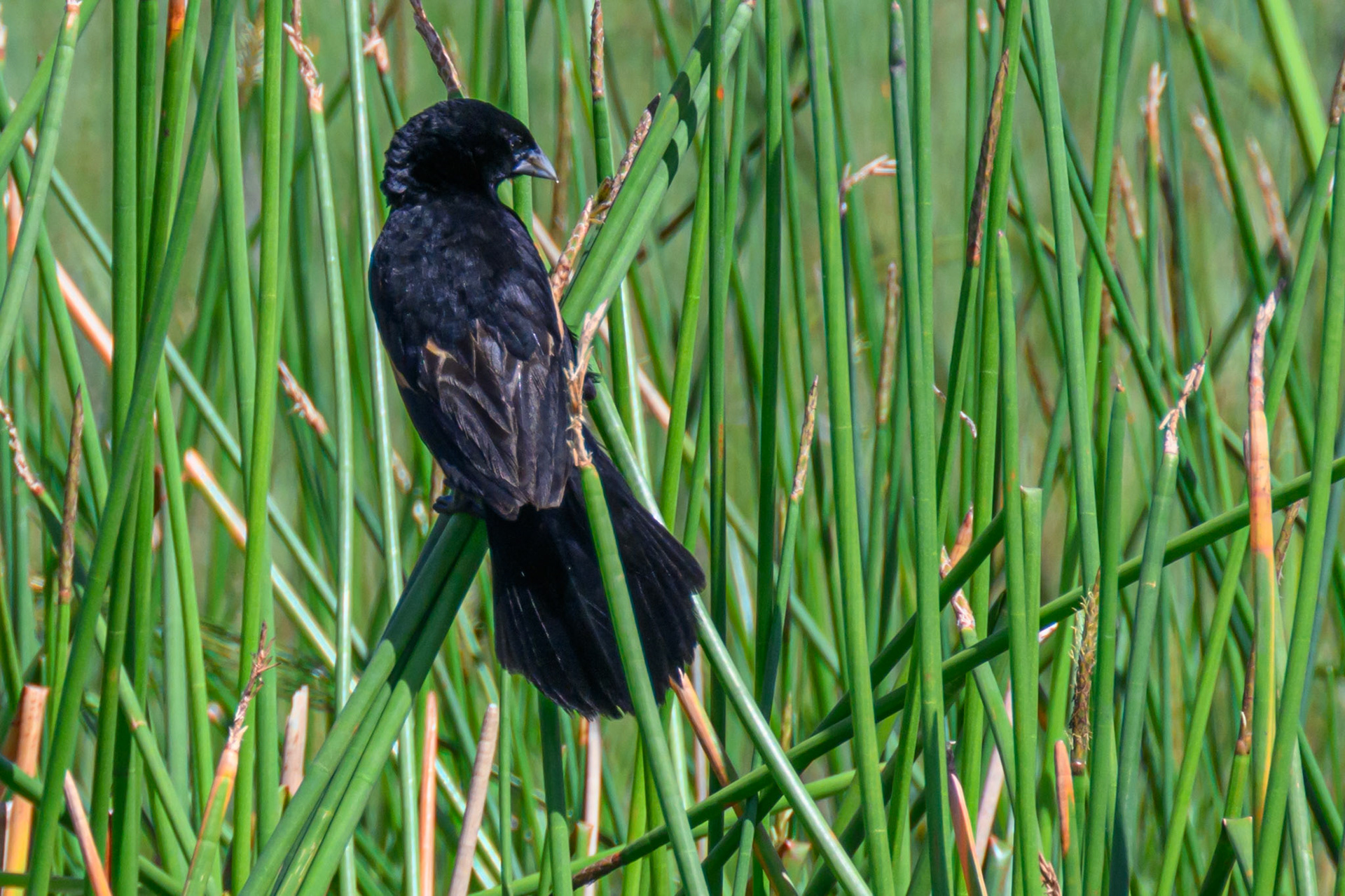 Thick Billed Weaver