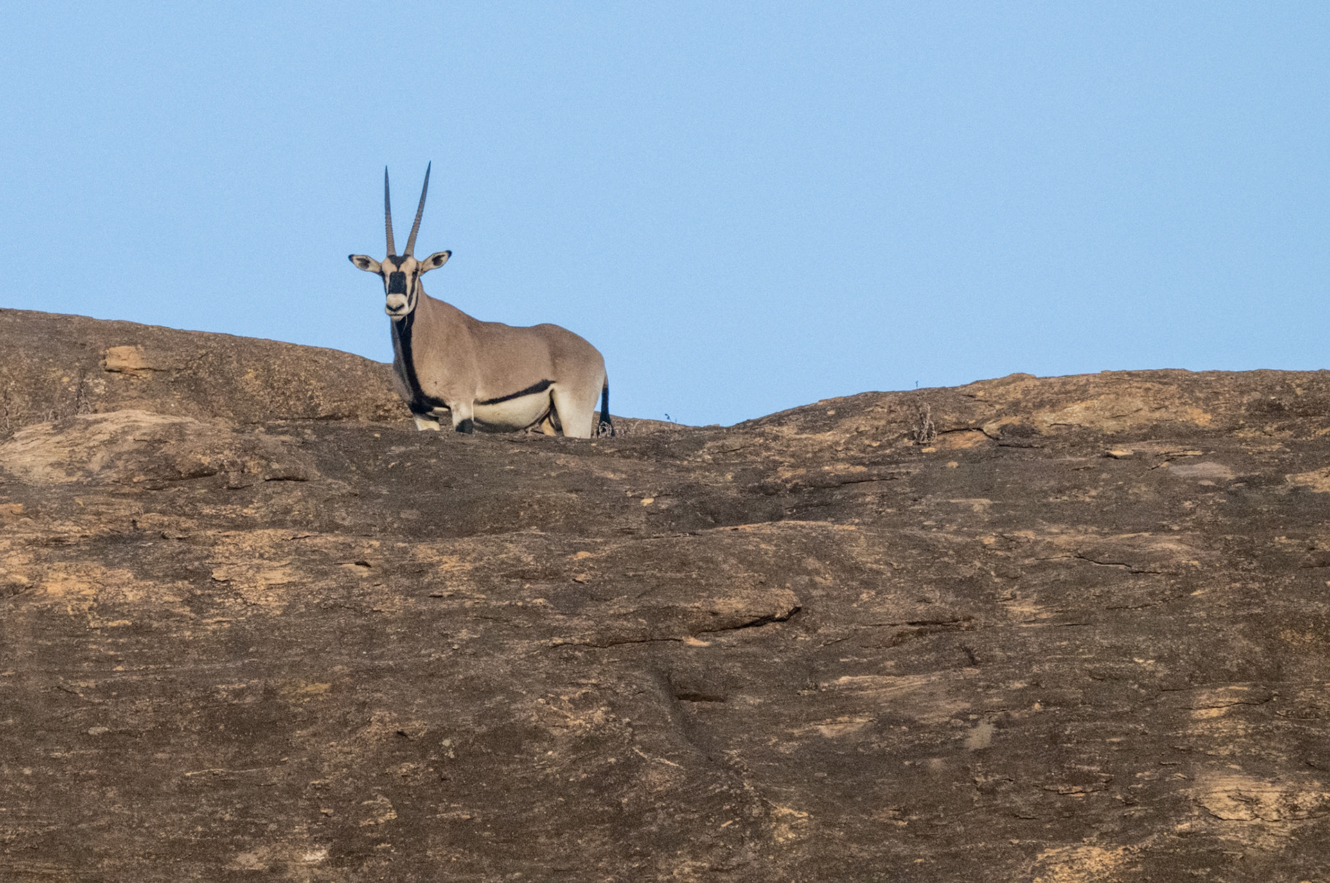 Oryx
