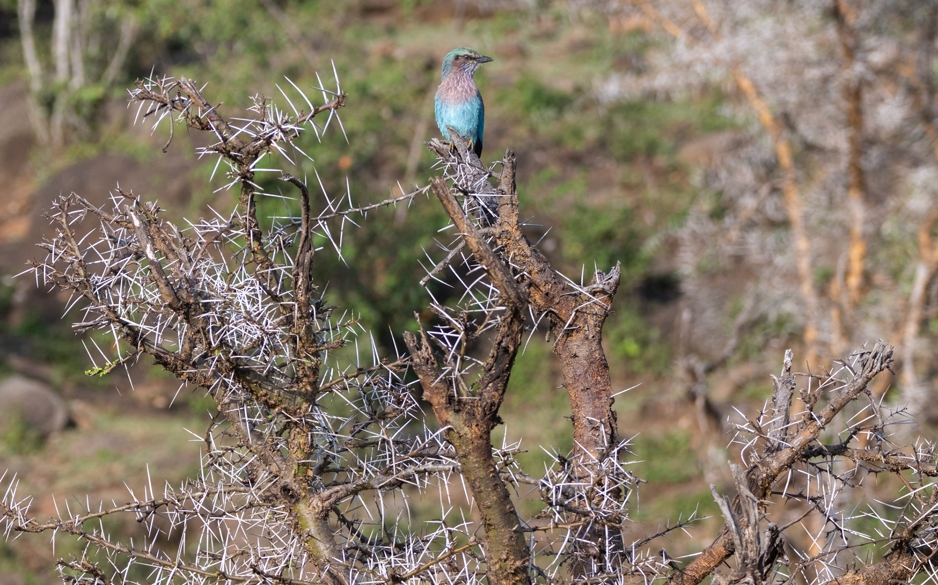 Lilac-breasted Roller