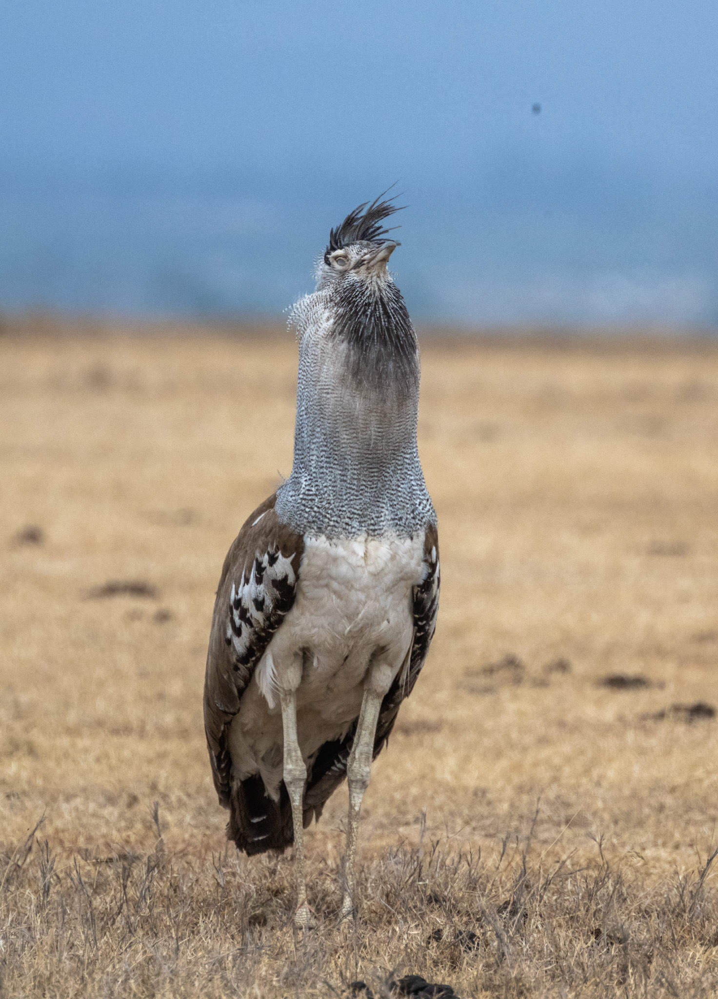 Kori Bustard