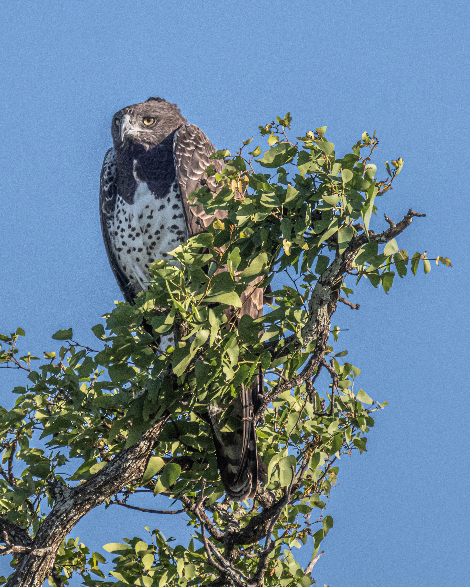 Martial Eagle