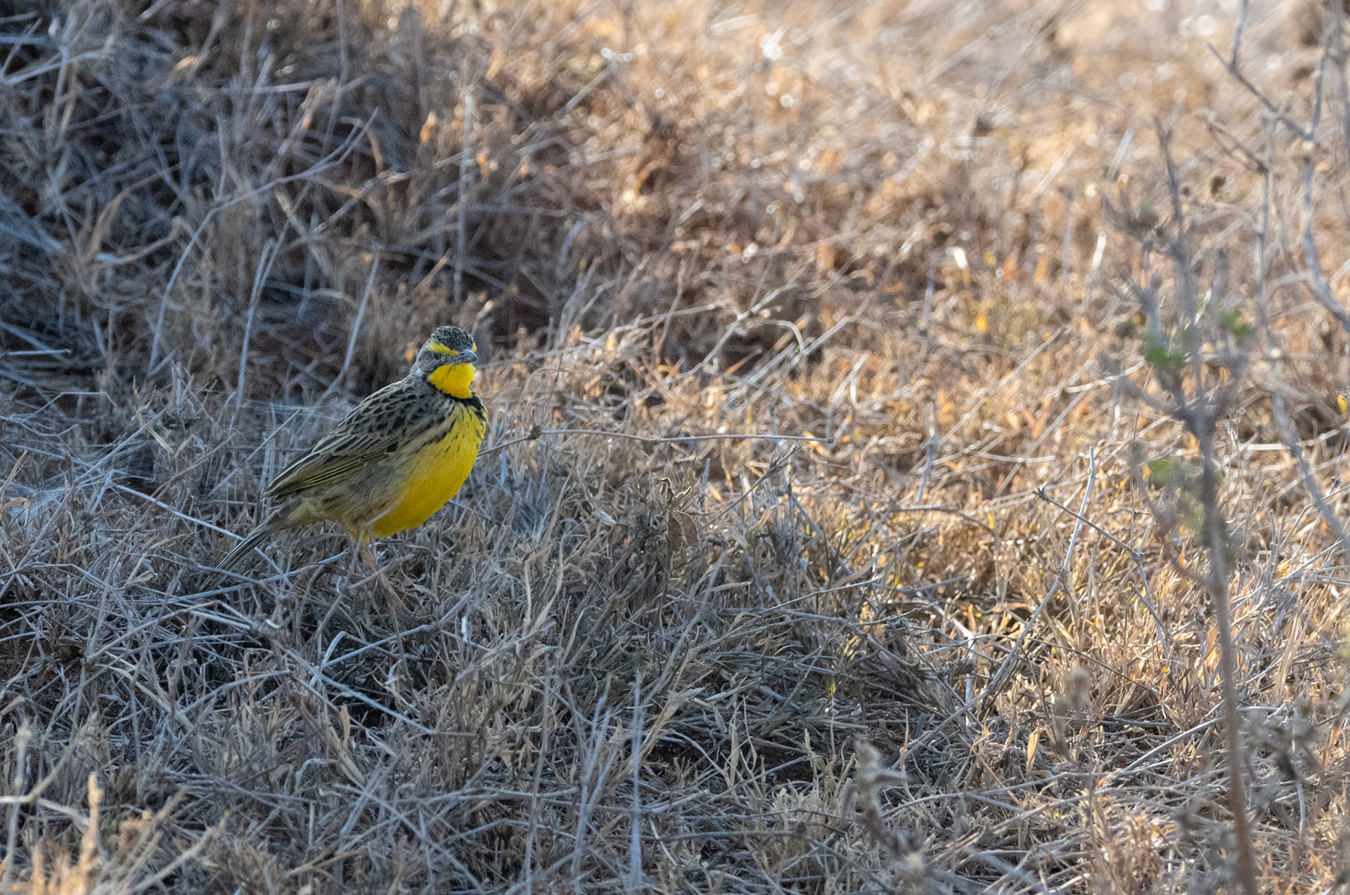 Yellow-throated Longclaw