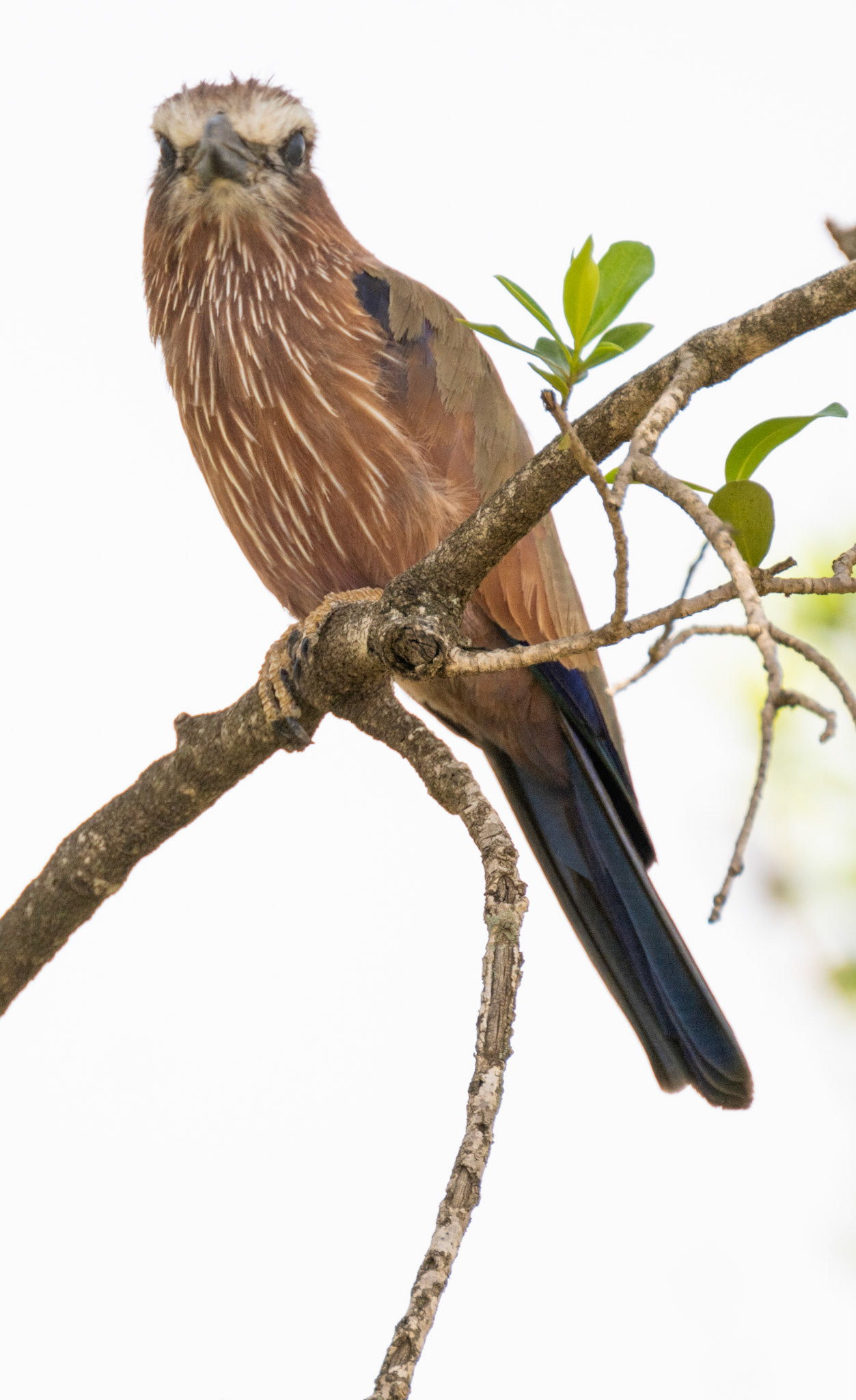 Rufous-crowned Roller