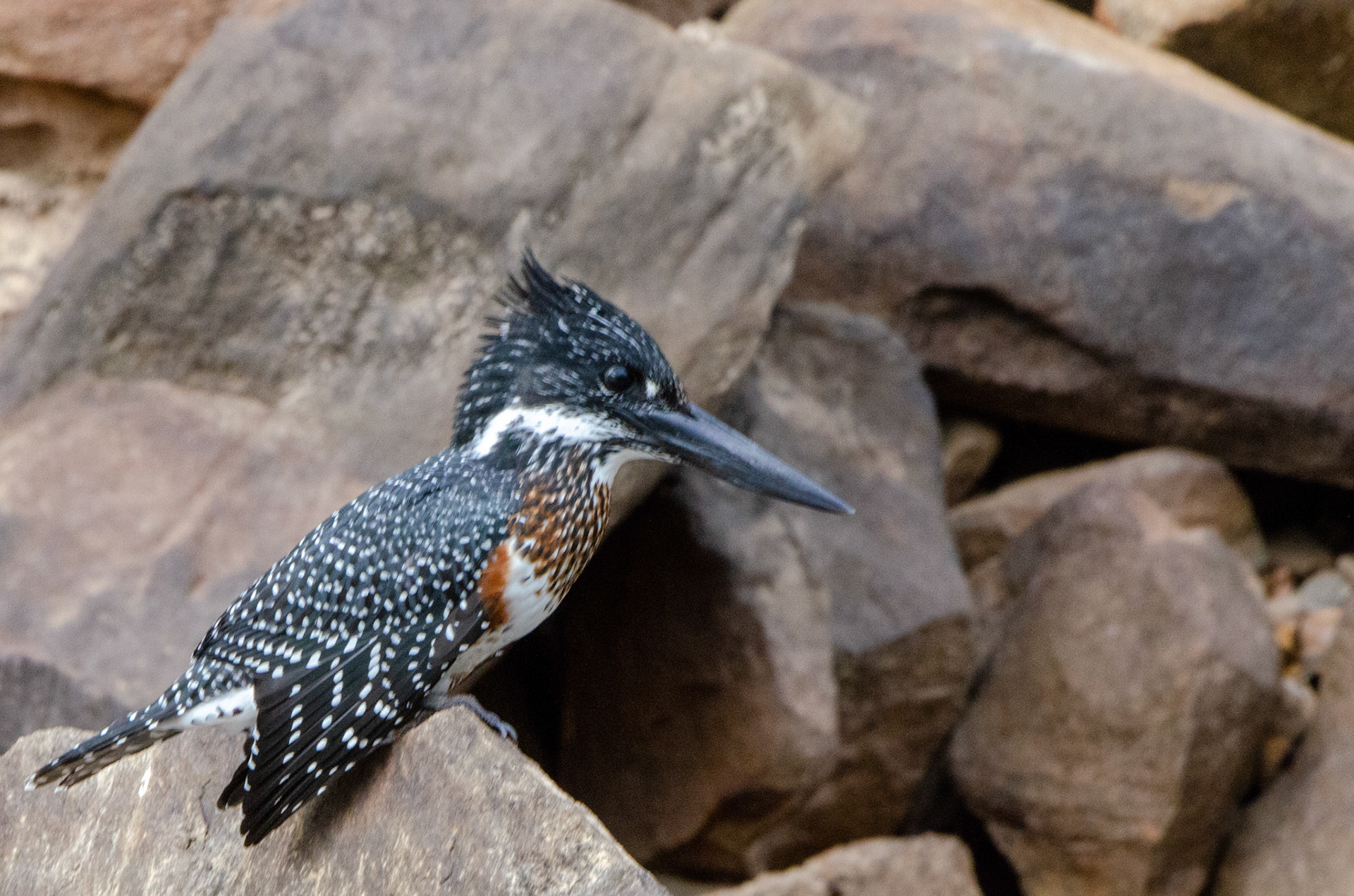 Giant Kingfisher